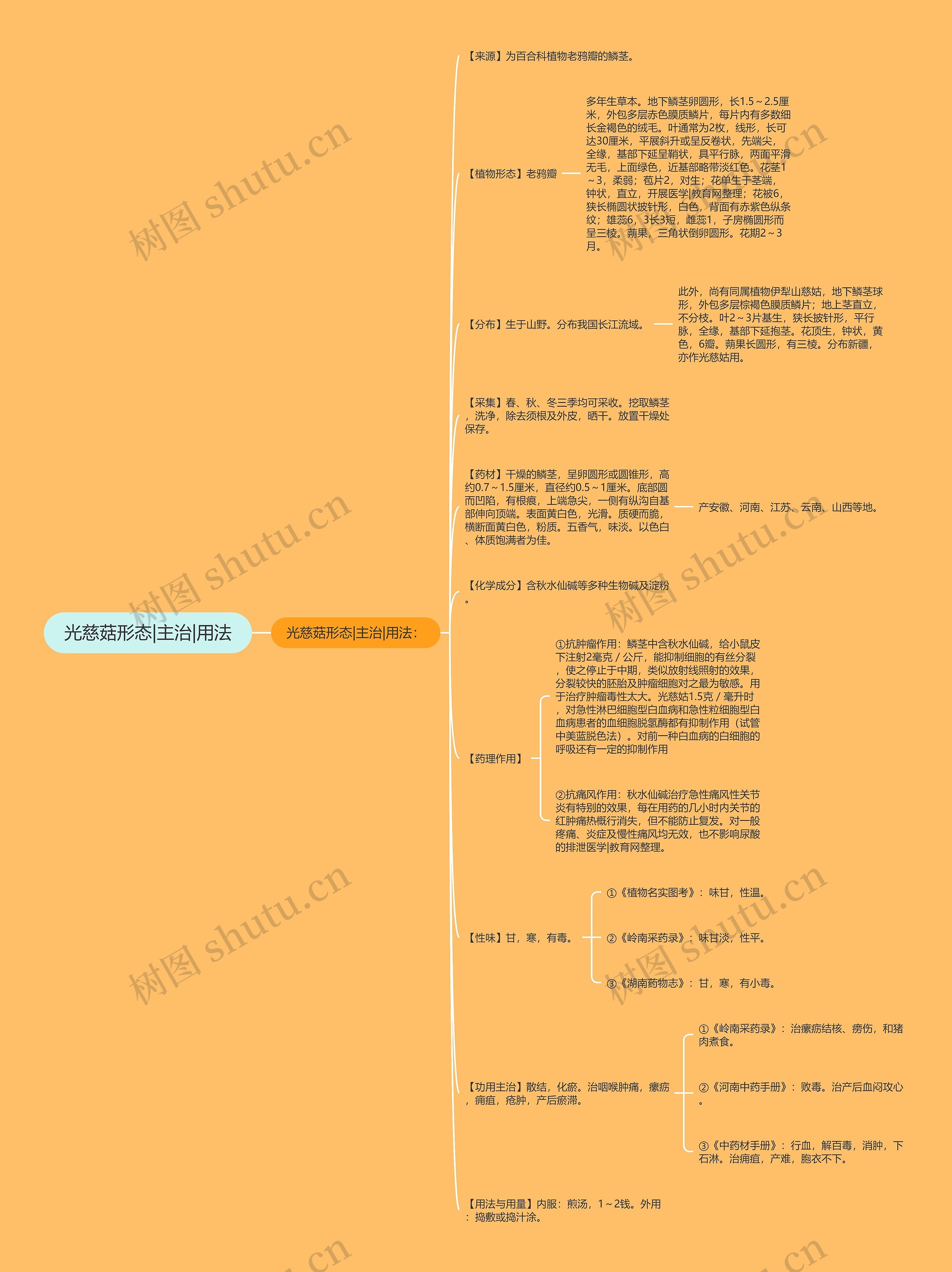 光慈菇形态|主治|用法思维导图高清图 光慈菇形态|主治|用法思维导图