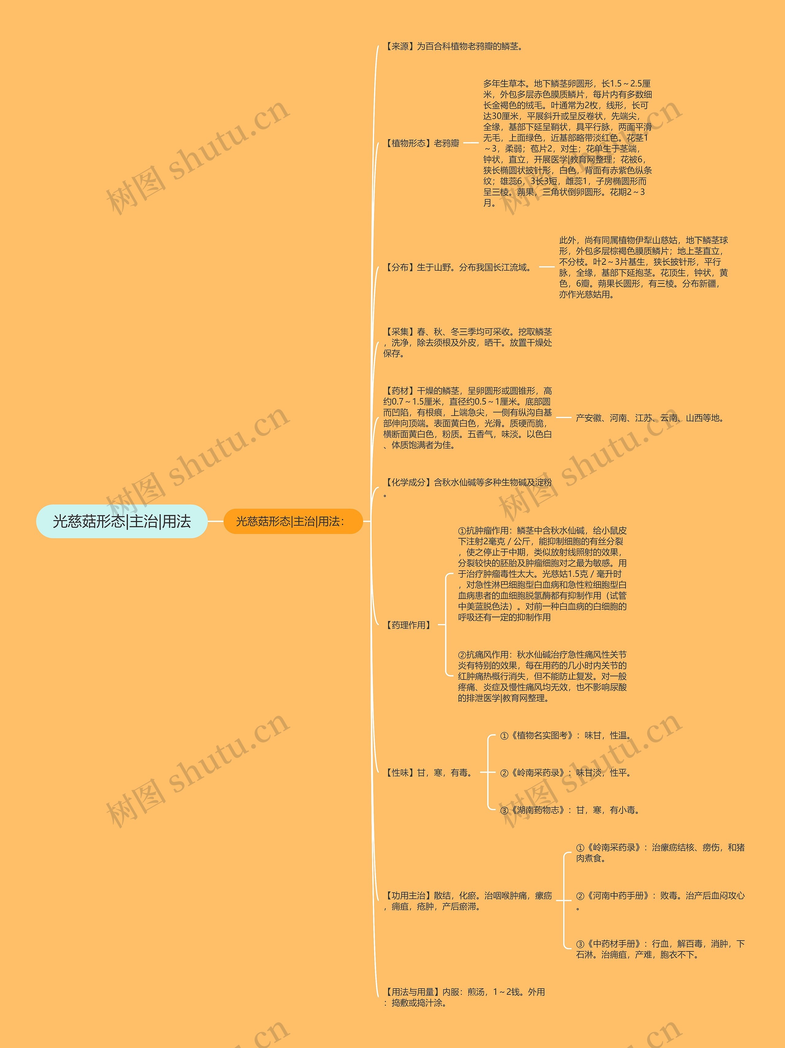 光慈菇形态|主治|用法思维导图