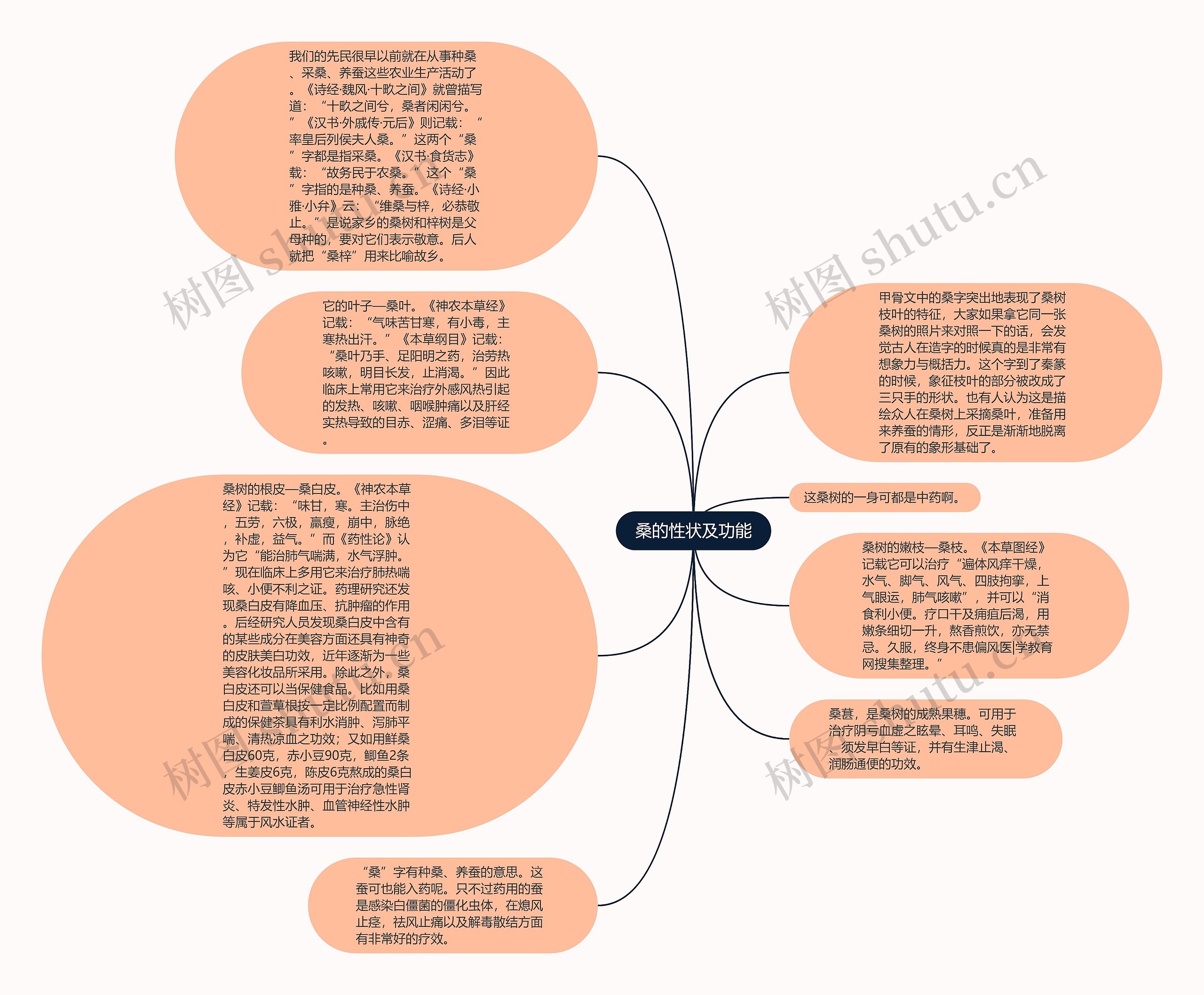 桑的性状及功能思维导图