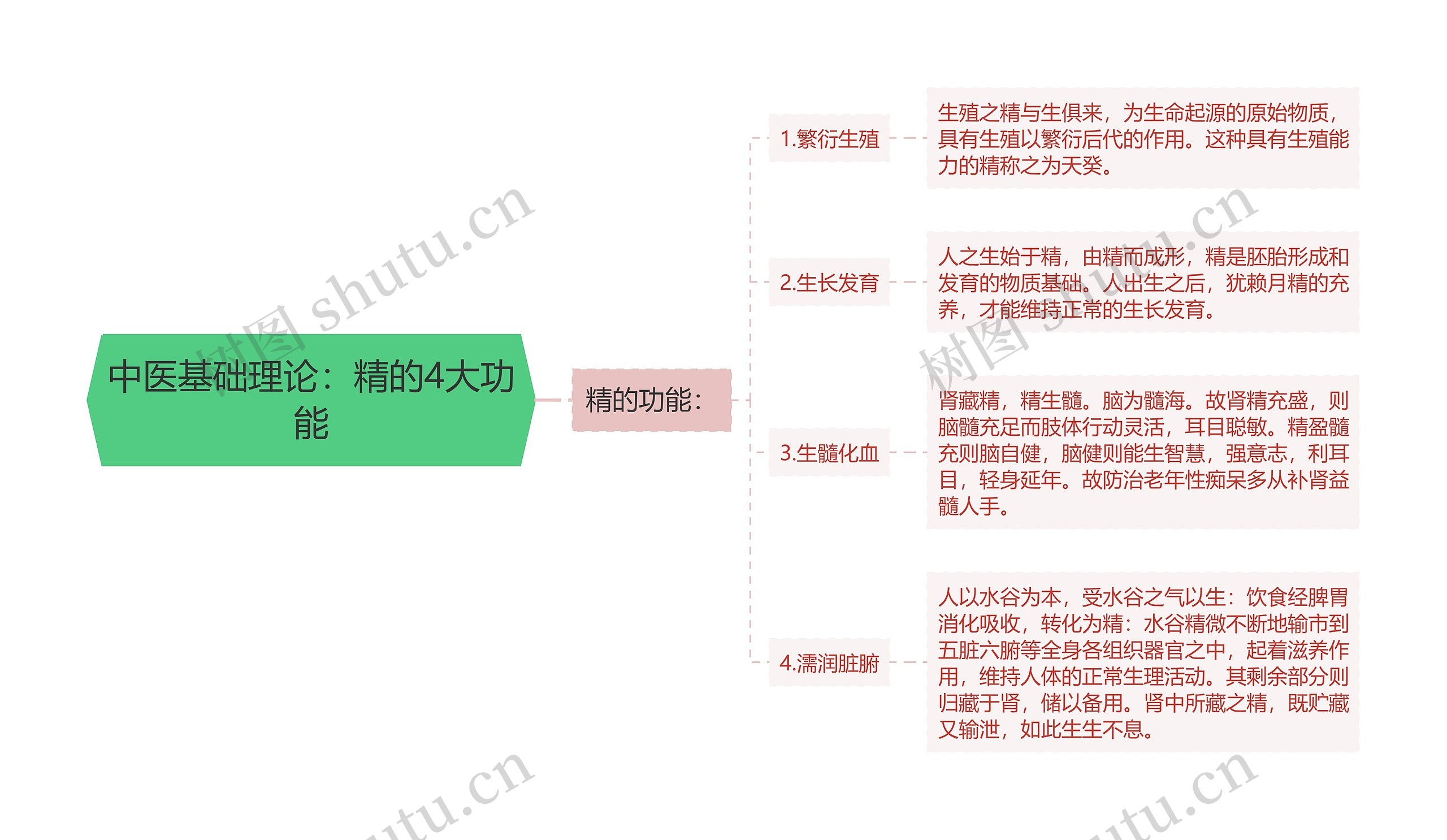 中医基础理论：精的4大功能思维导图