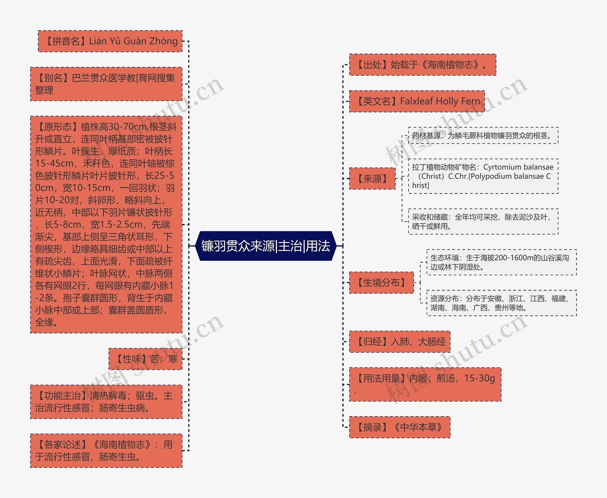 镰羽贯众来源|主治|用法思维导图