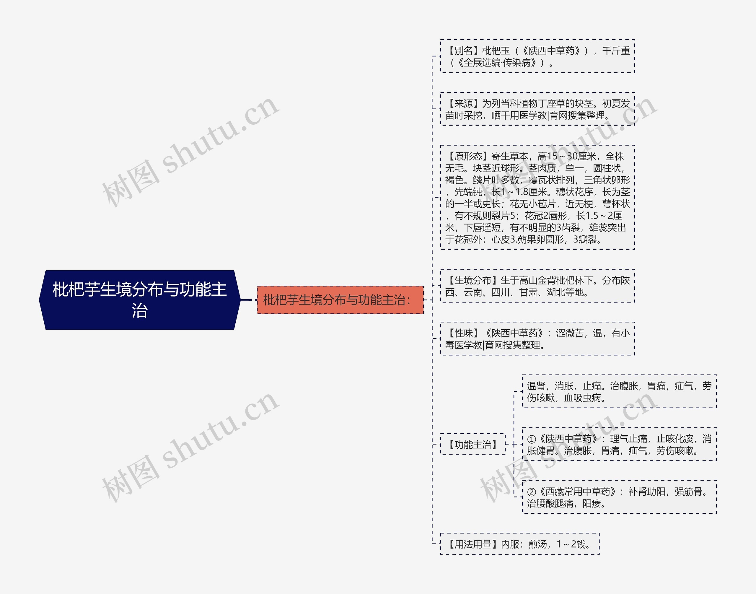 枇杷芋生境分布与功能主治思维导图