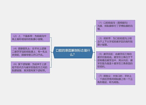 口腔的表面解剖标志是什么？