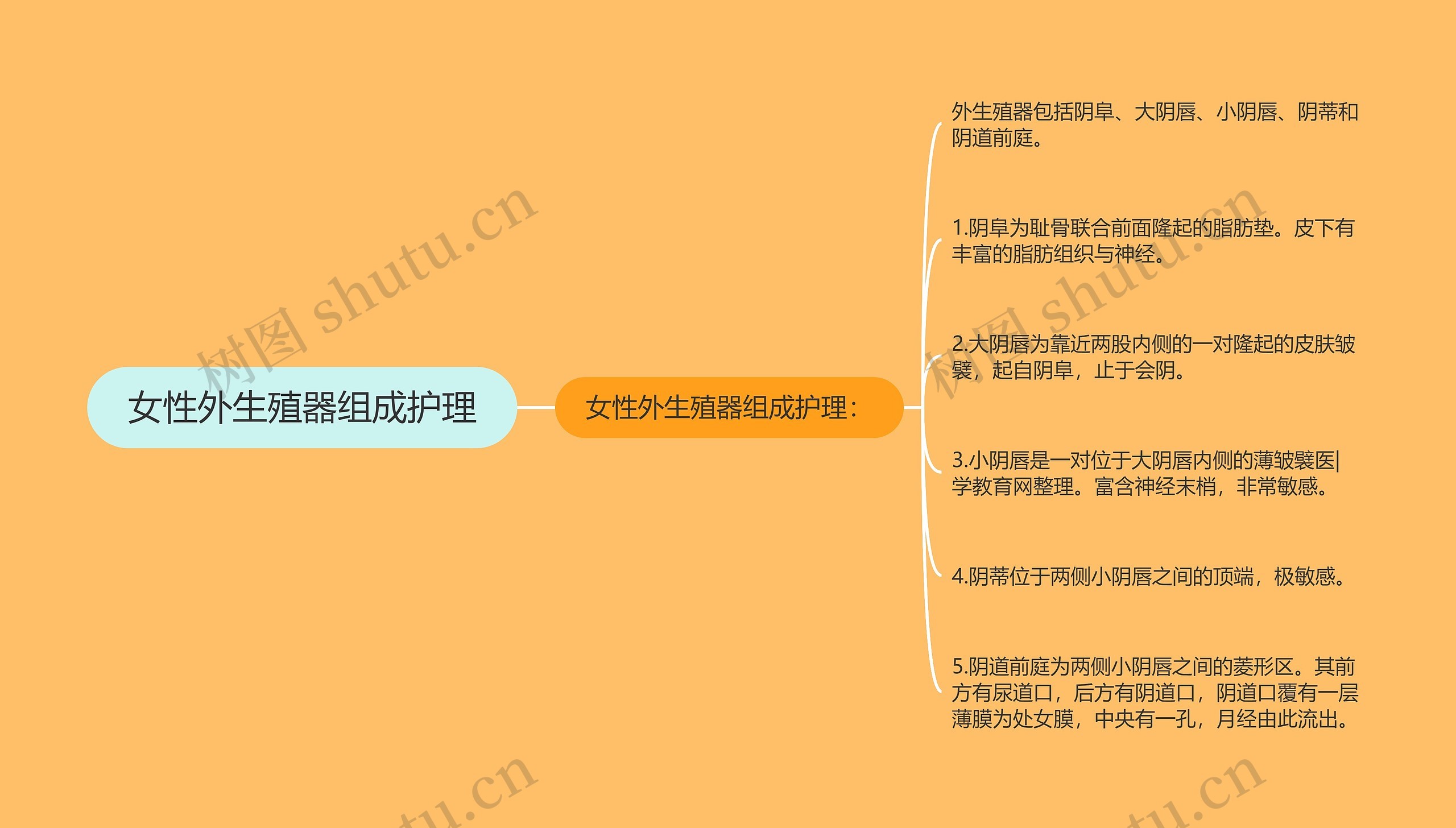 女性外生殖器组成护理思维导图