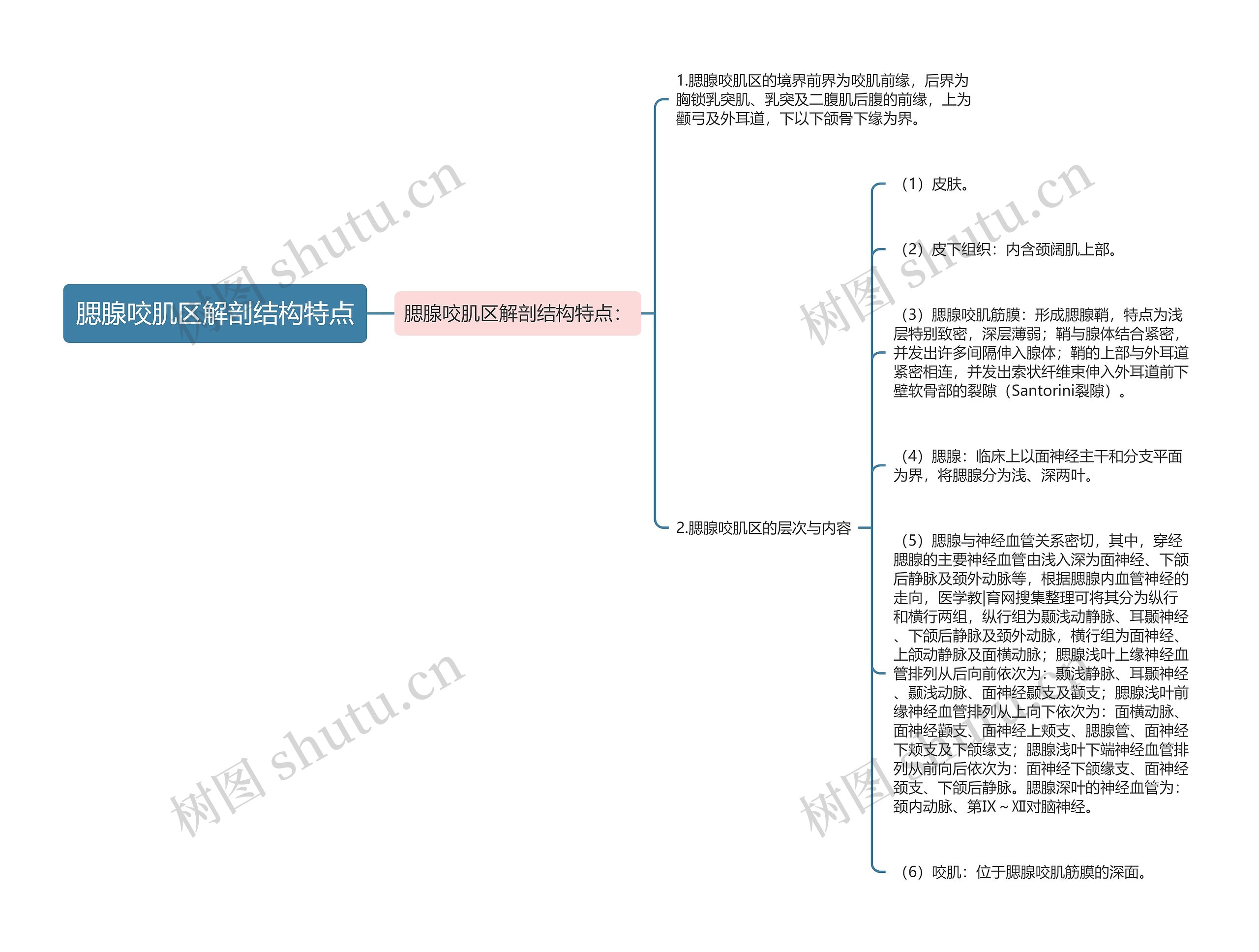 腮腺咬肌区解剖结构特点思维导图