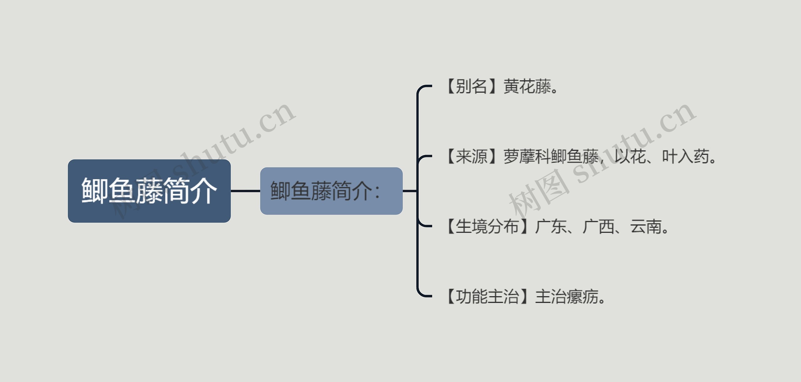 鲫鱼藤简介思维导图