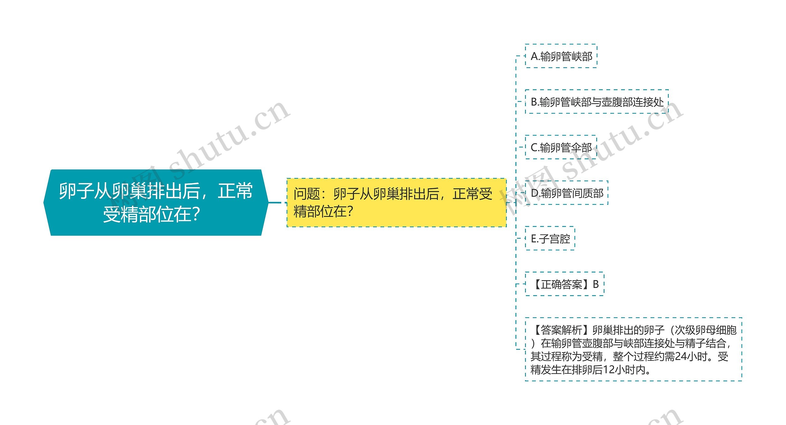 卵子从卵巢排出后，正常受精部位在？思维导图