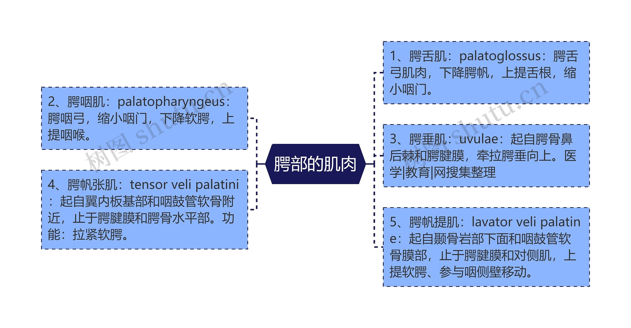 腭部的肌肉思维导图