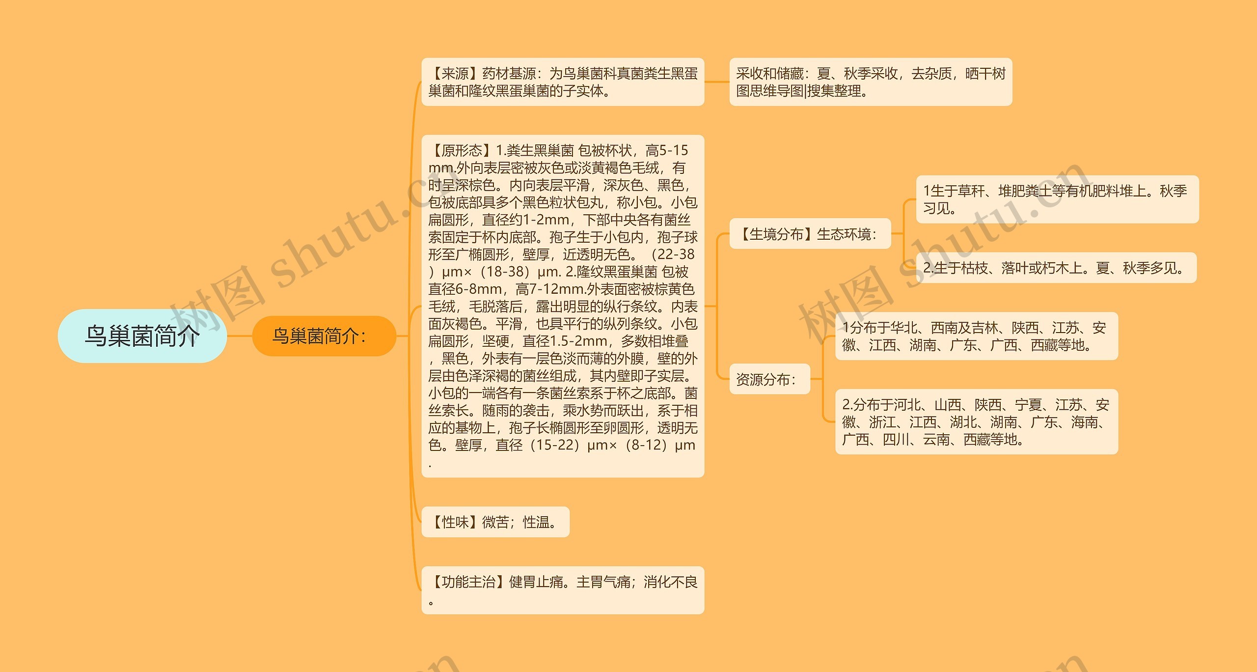 鸟巢菌简介思维导图