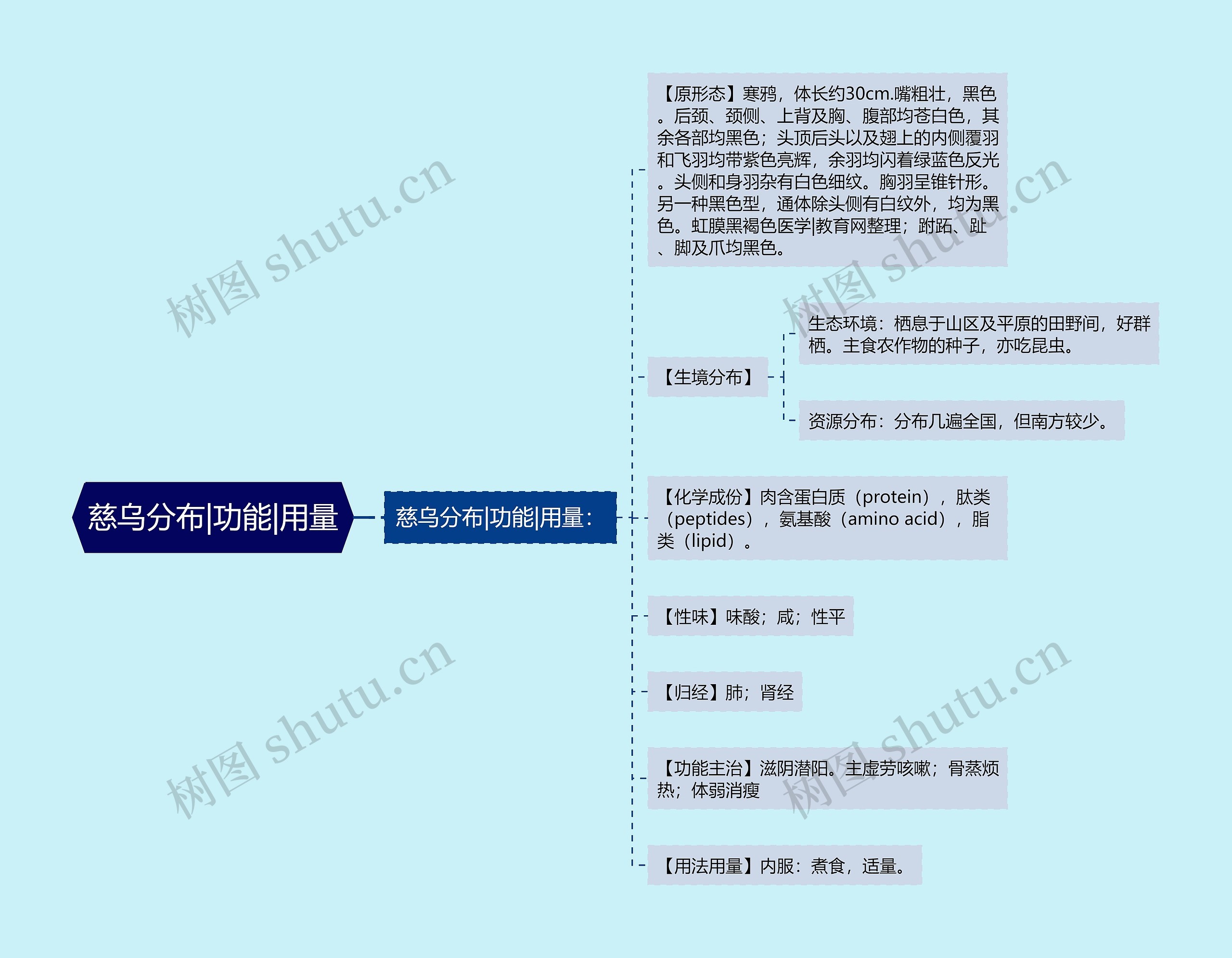 慈乌分布|功能|用量思维导图