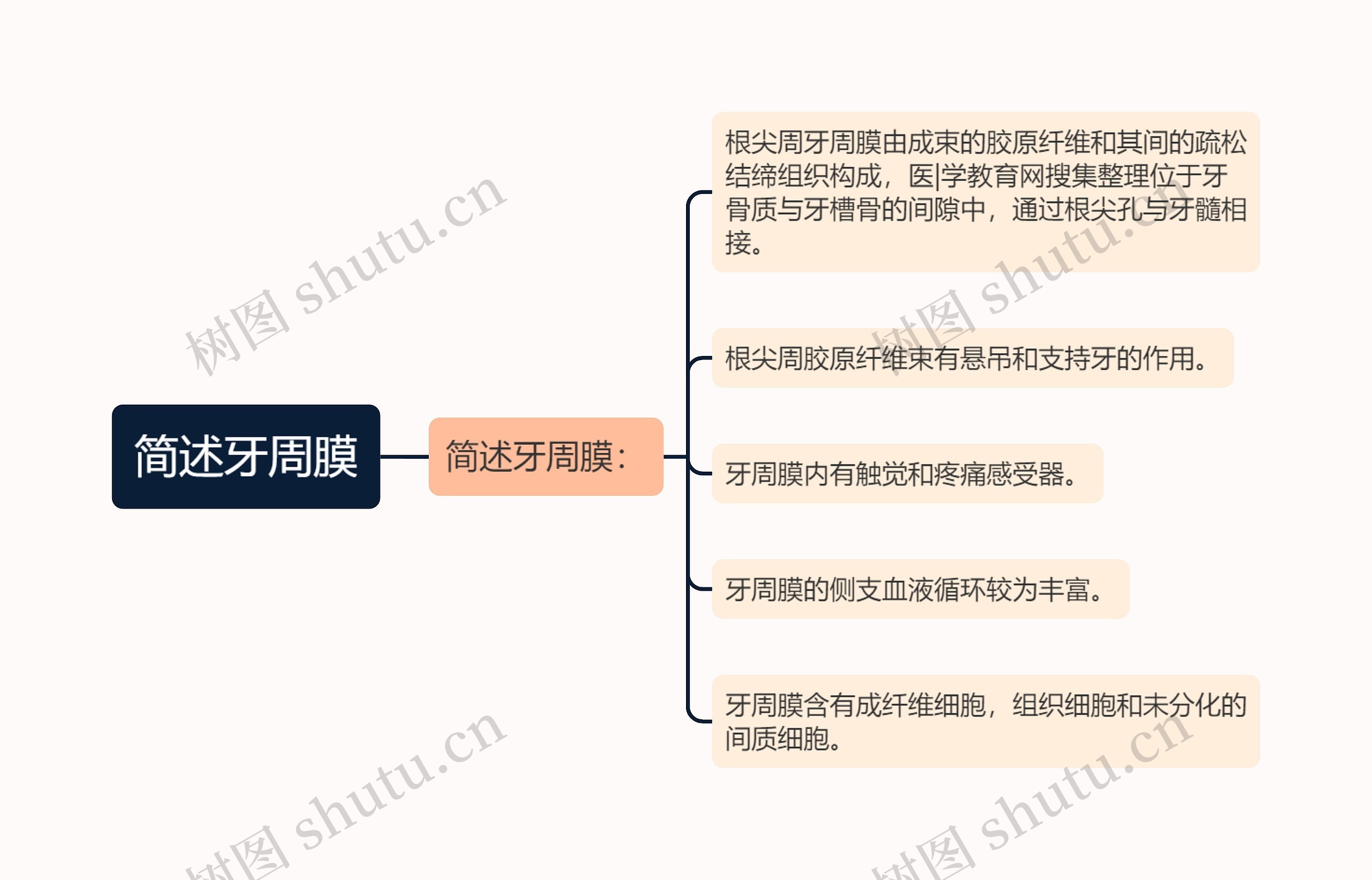 简述牙周膜思维导图