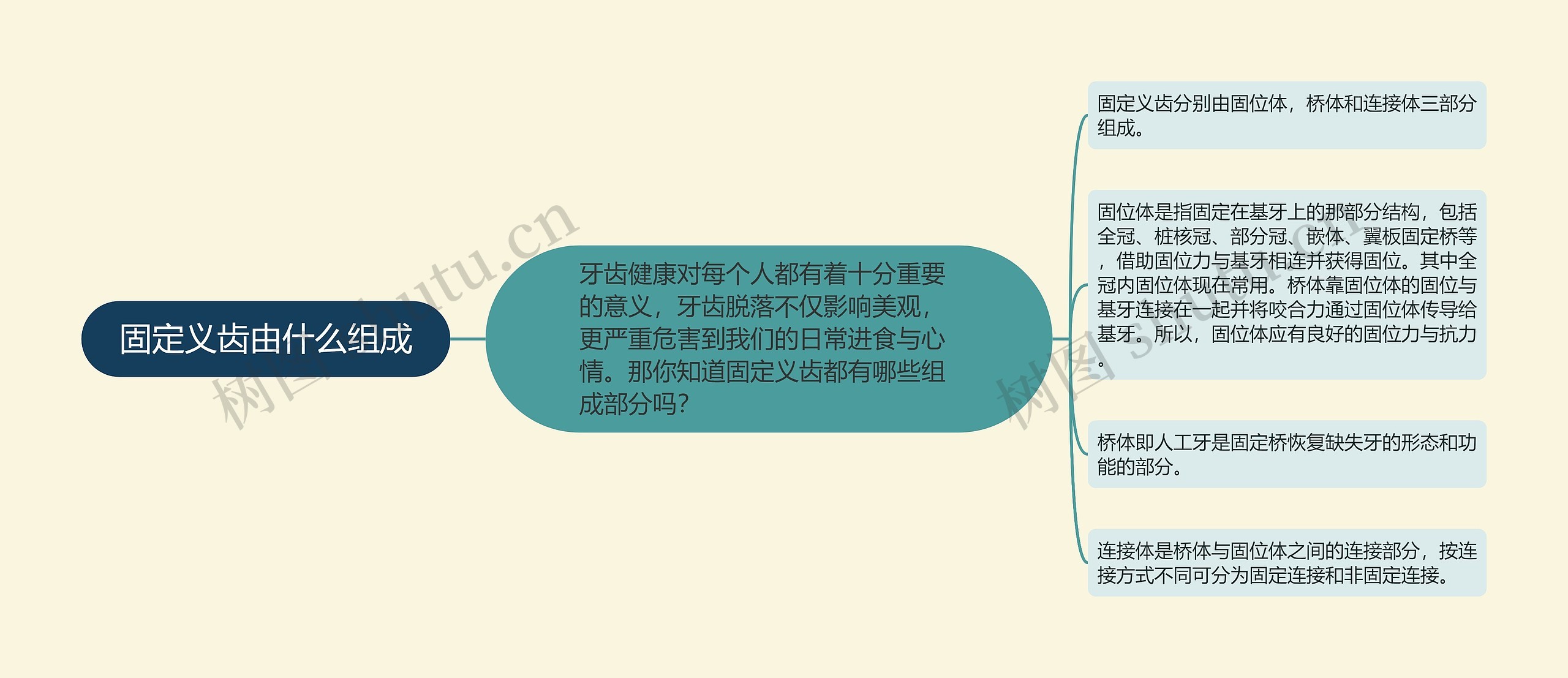 固定义齿由什么组成