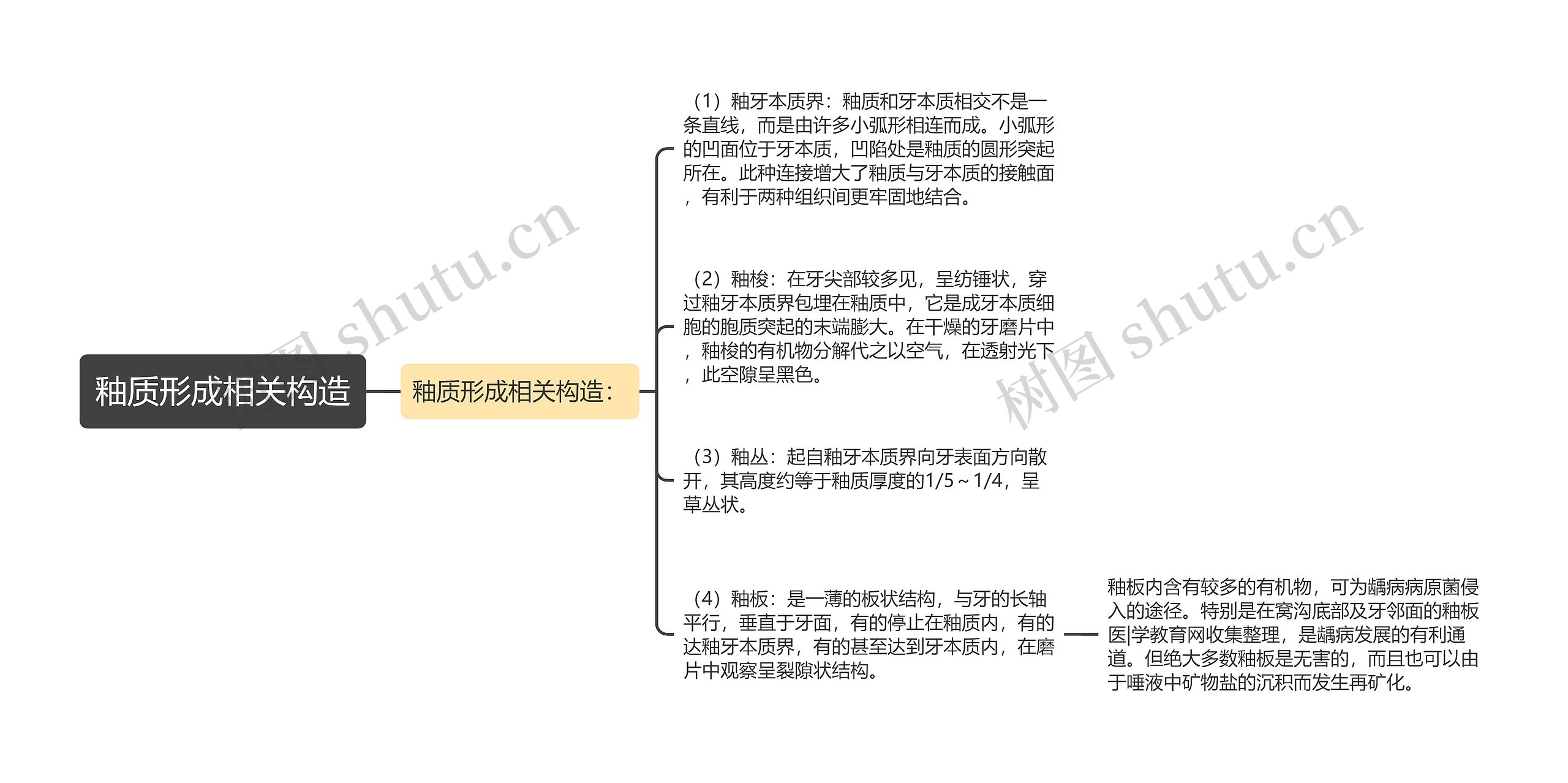 釉质形成相关构造思维导图