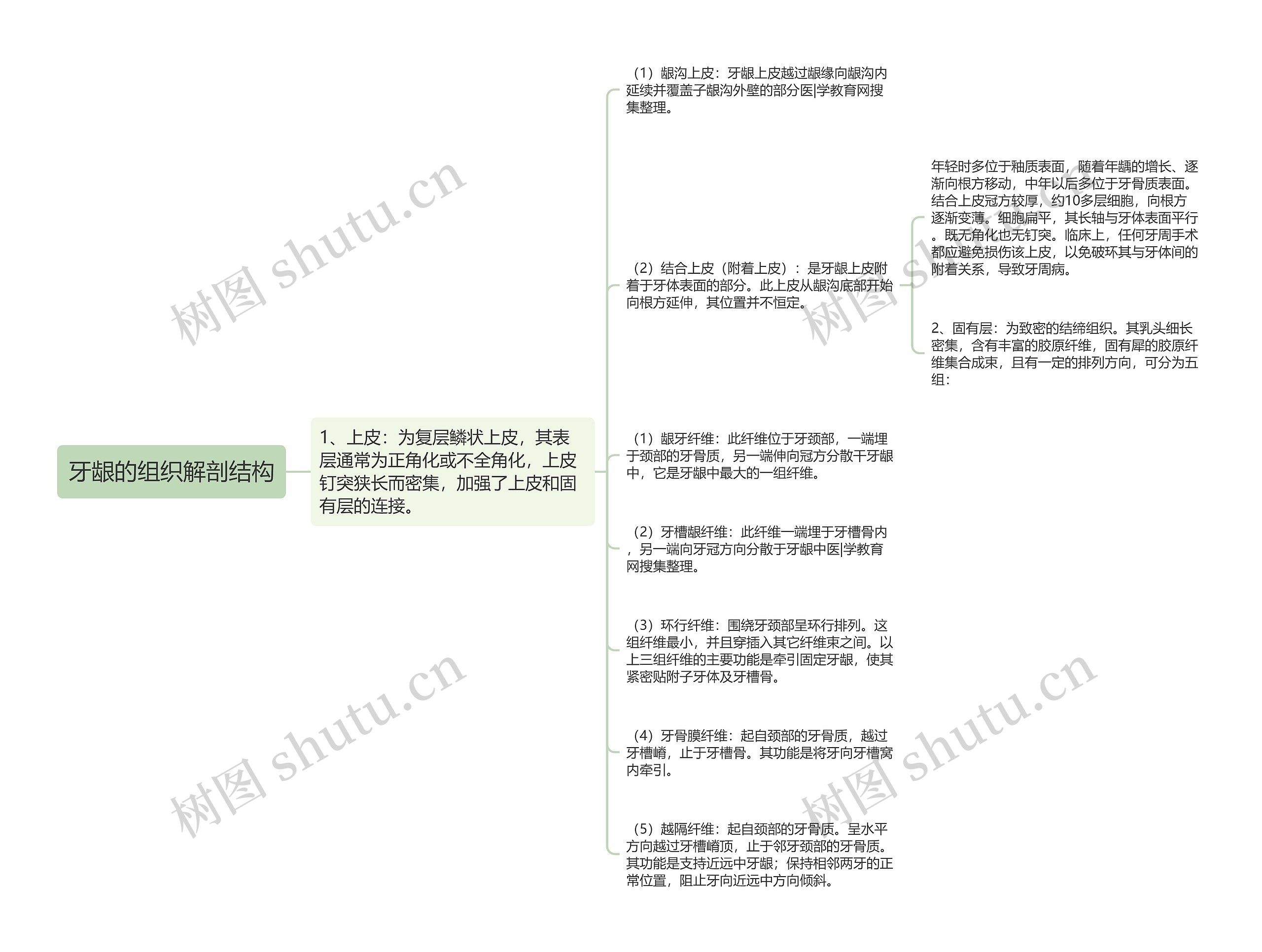 牙龈的组织解剖结构思维导图