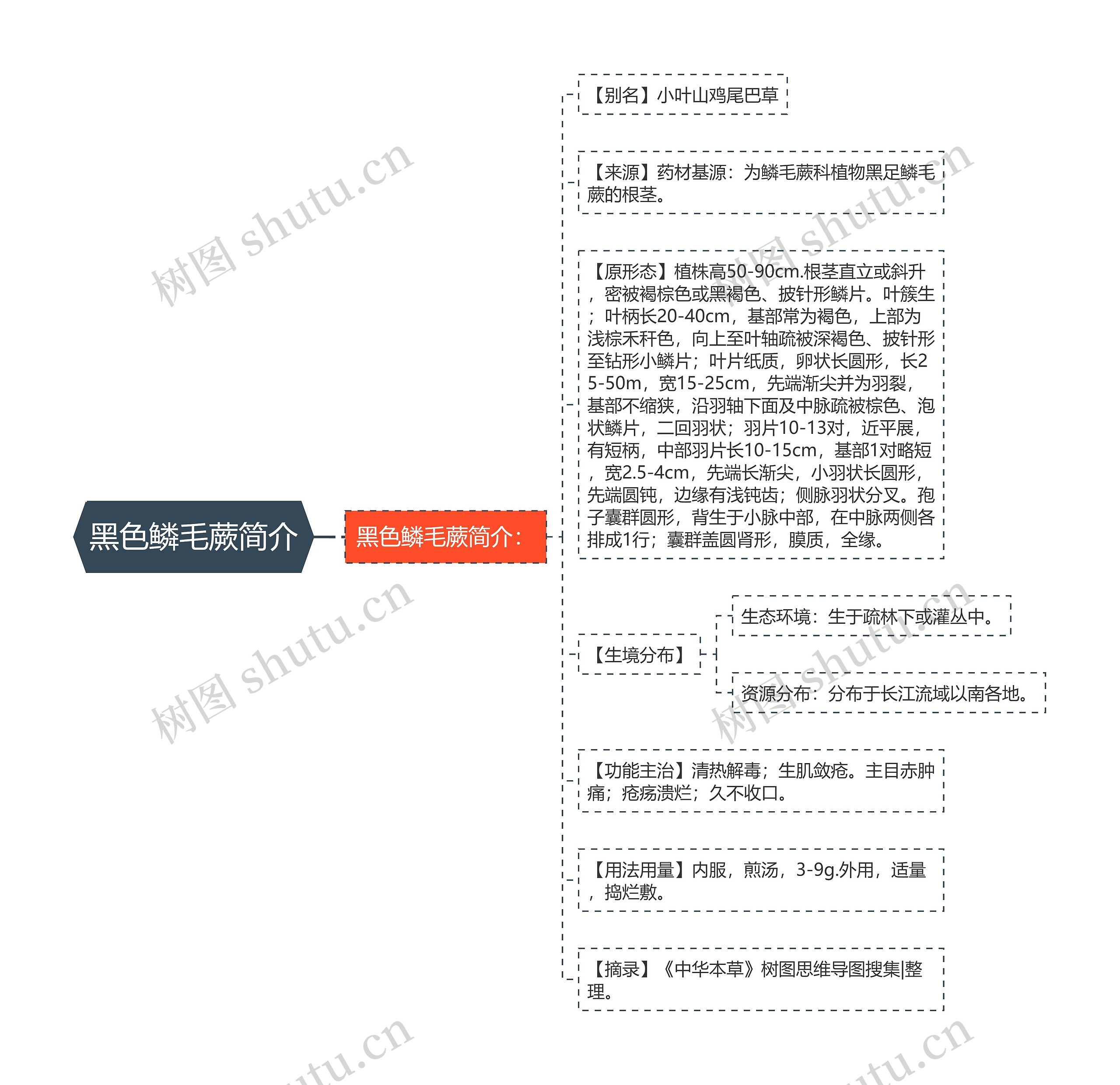 黑色鳞毛蕨简介