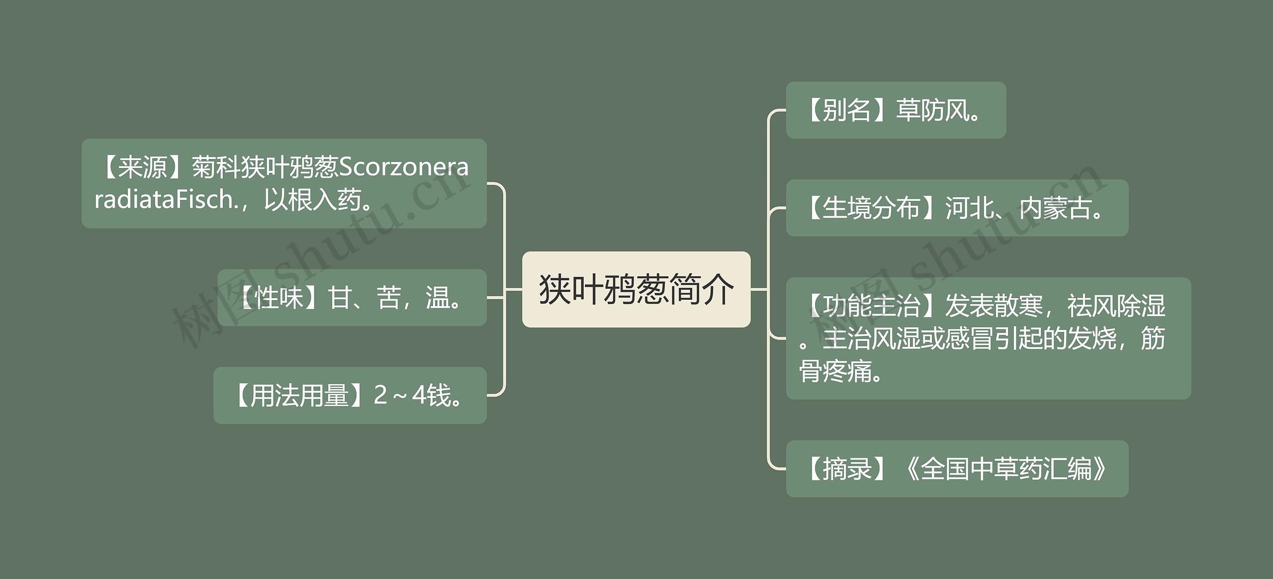 狭叶鸦葱简介思维导图