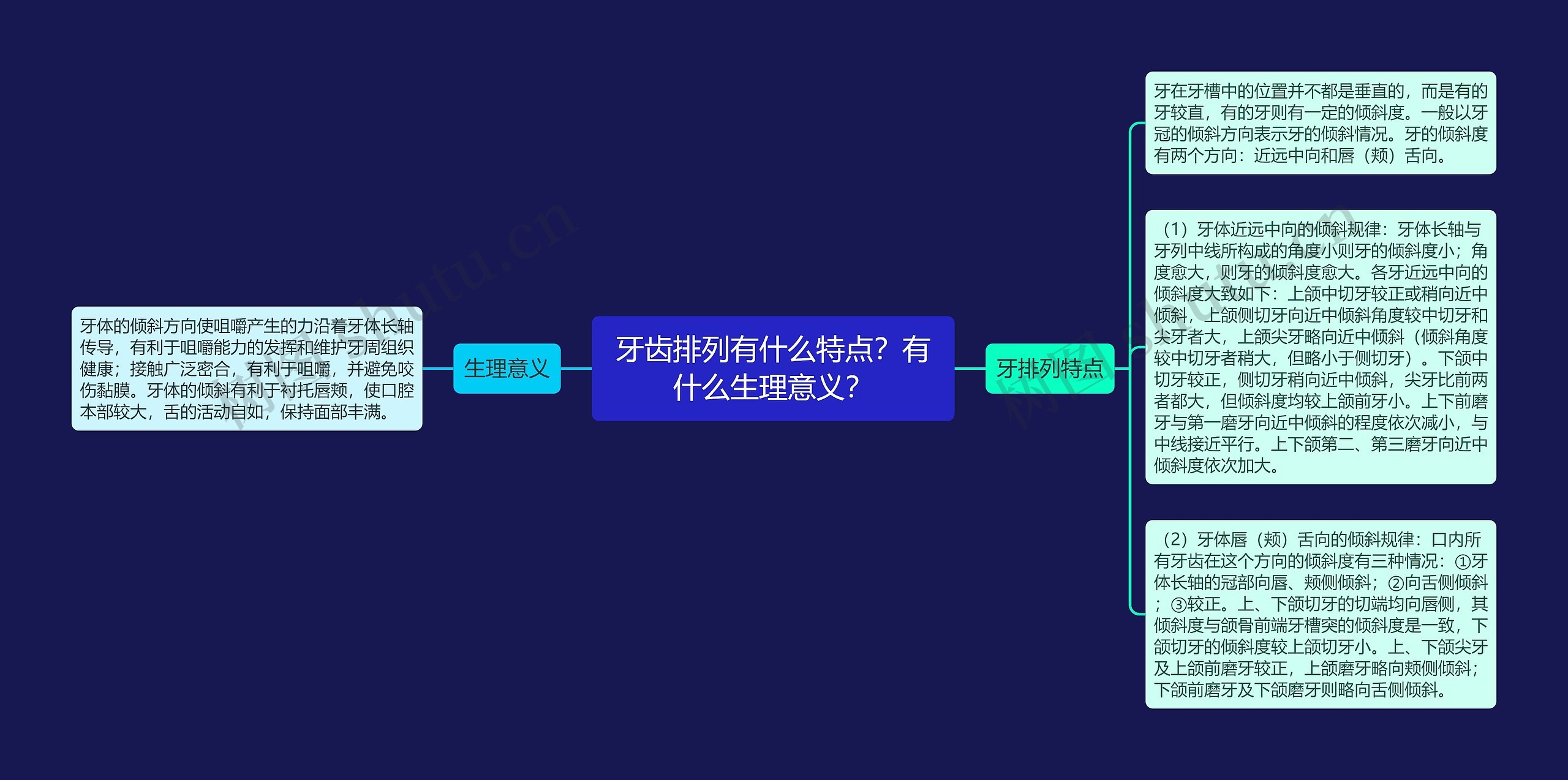 牙齿排列有什么特点？有什么生理意义？思维导图