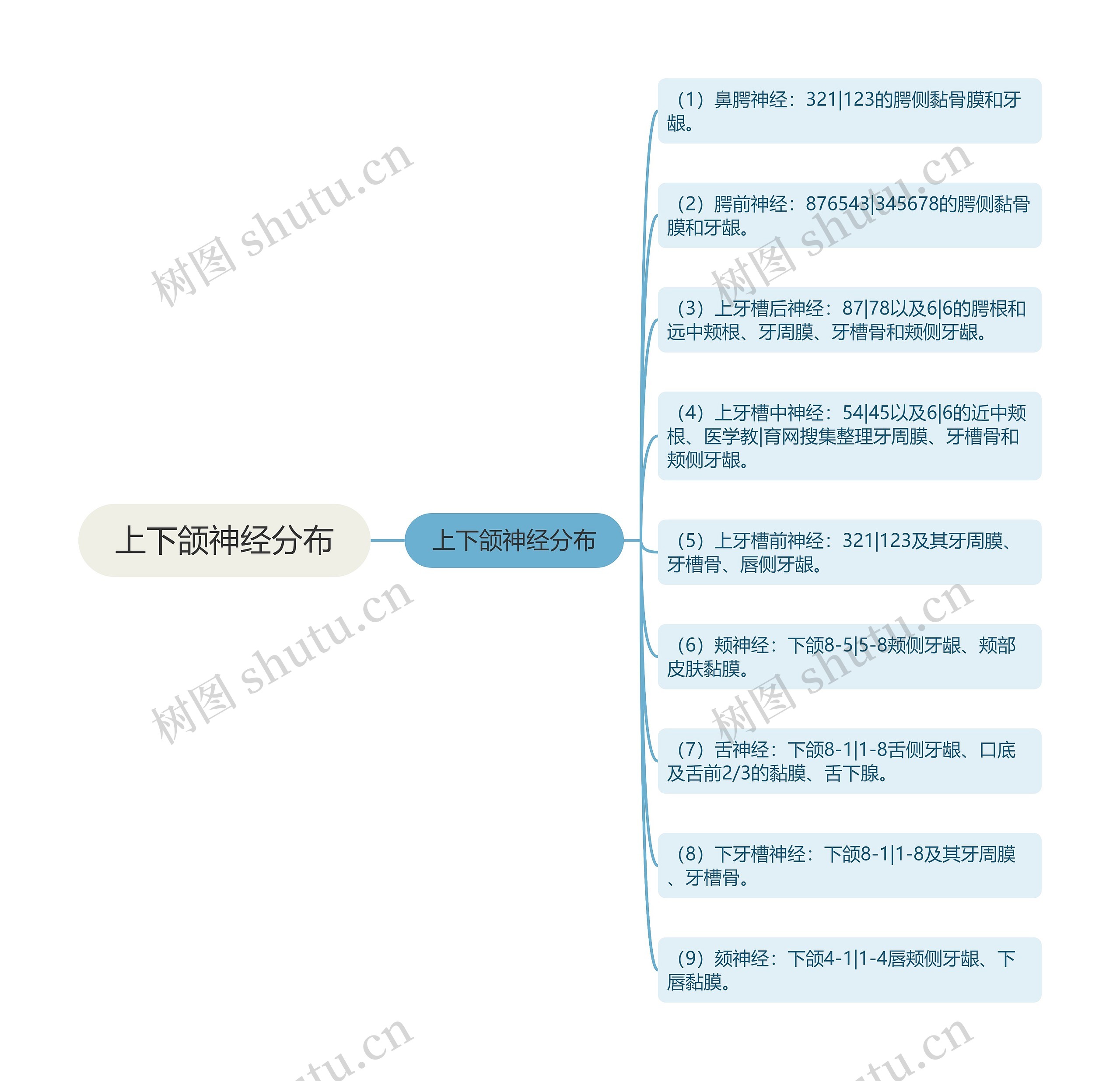 上下颌神经分布思维导图