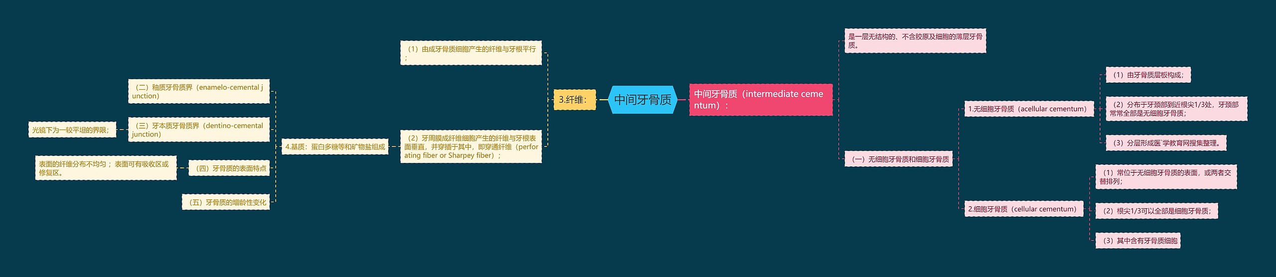 中间牙骨质思维导图