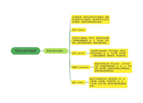 牙齿分类与名称