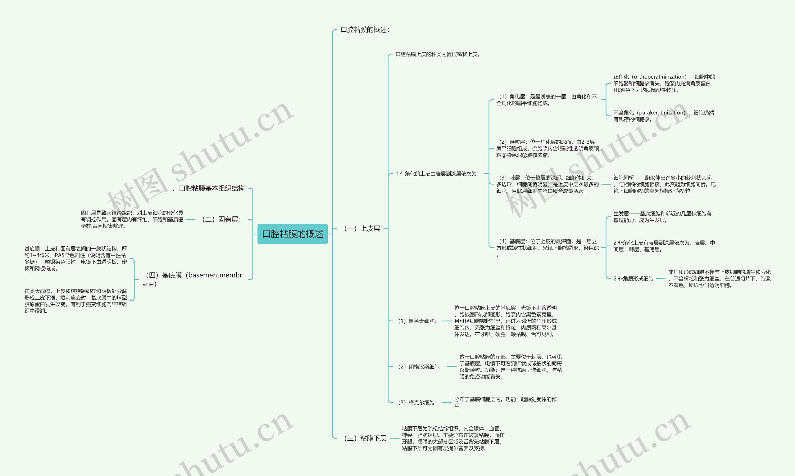 口腔粘膜的概述 口腔粘膜的概述