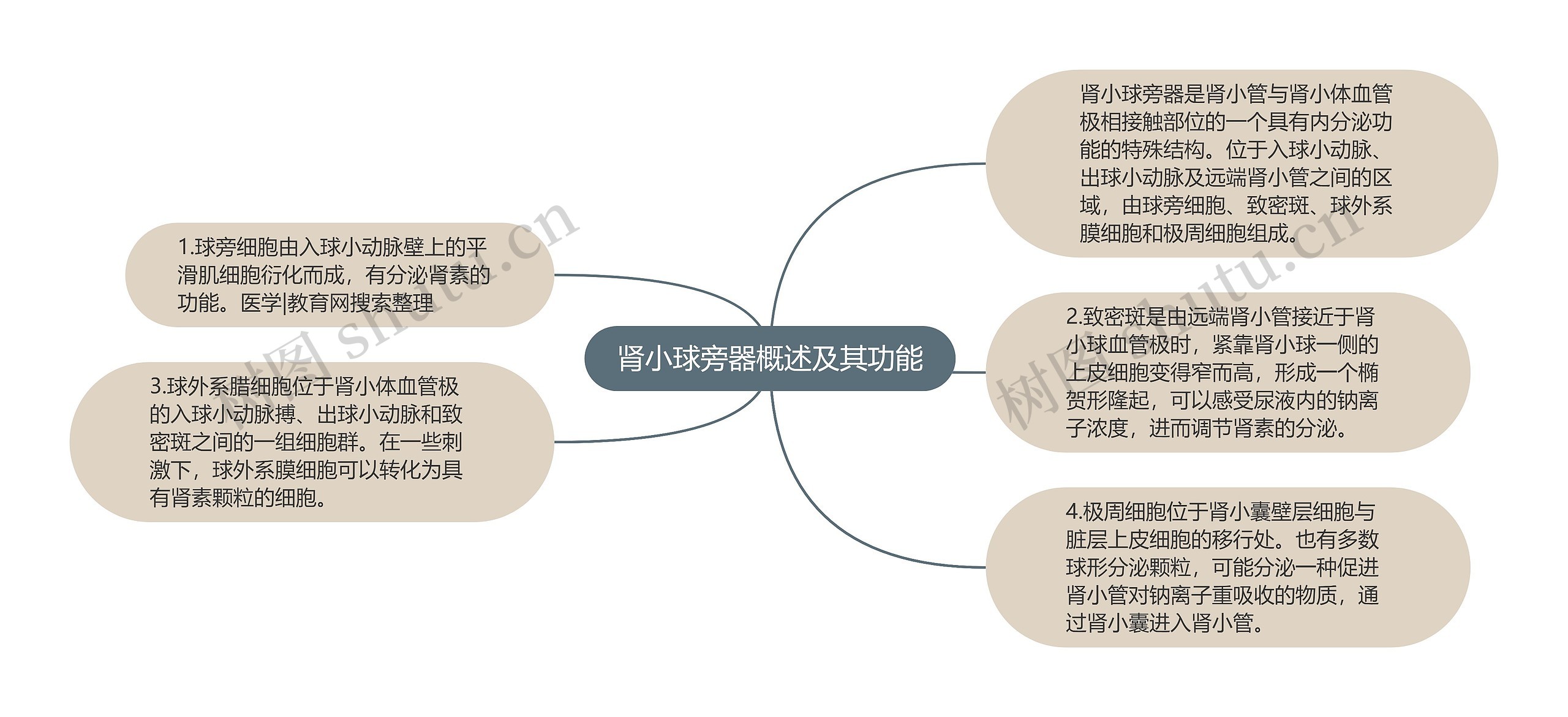 肾小球旁器概述及其功能思维导图