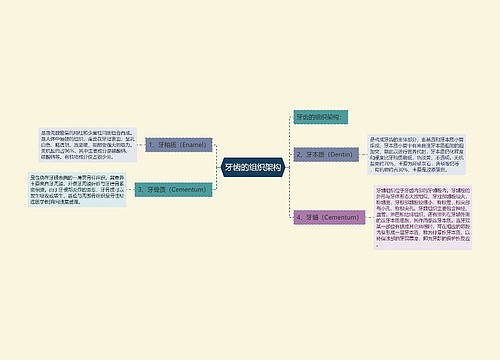 牙齿的组织架构