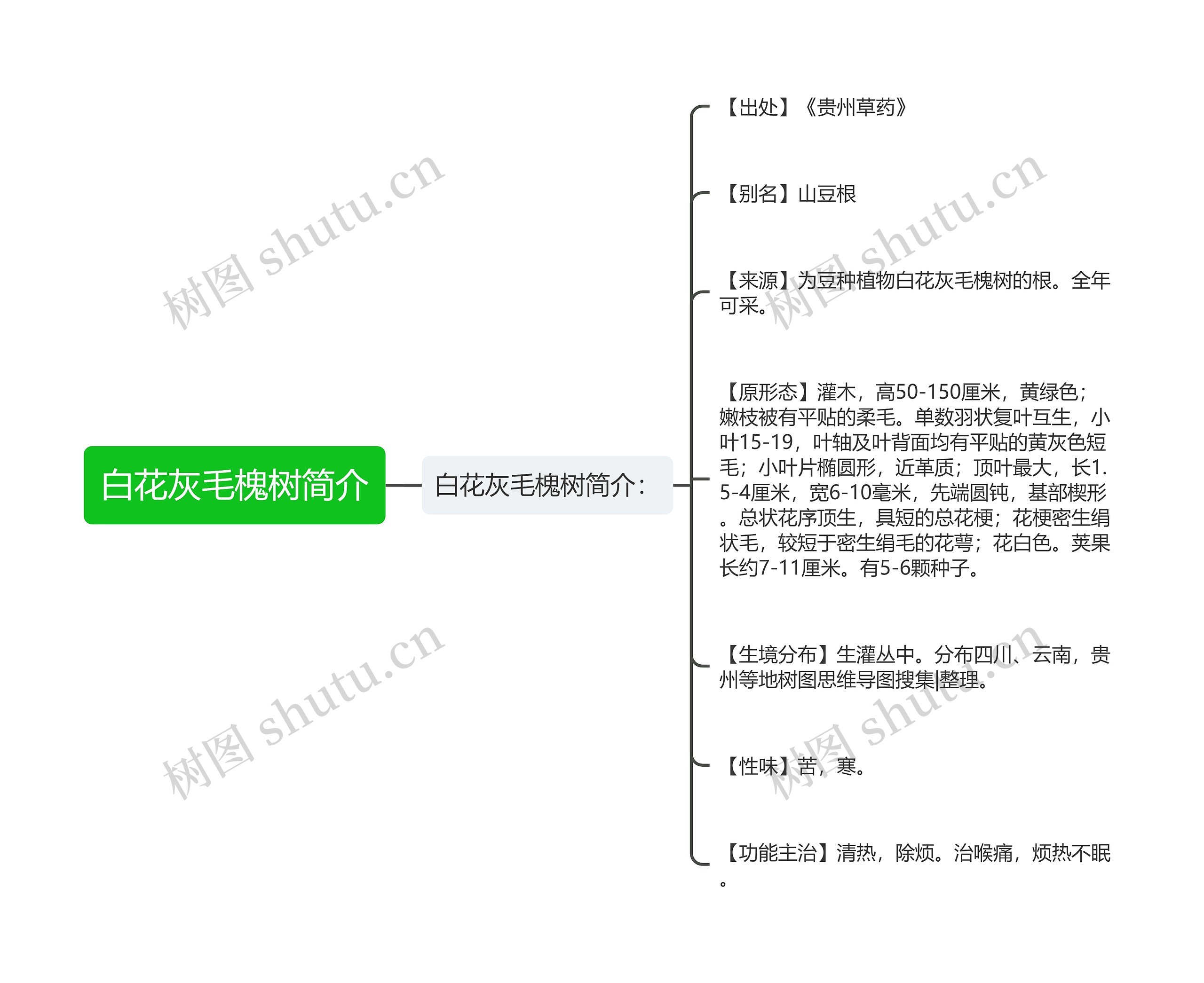 白花灰毛槐树简介思维导图