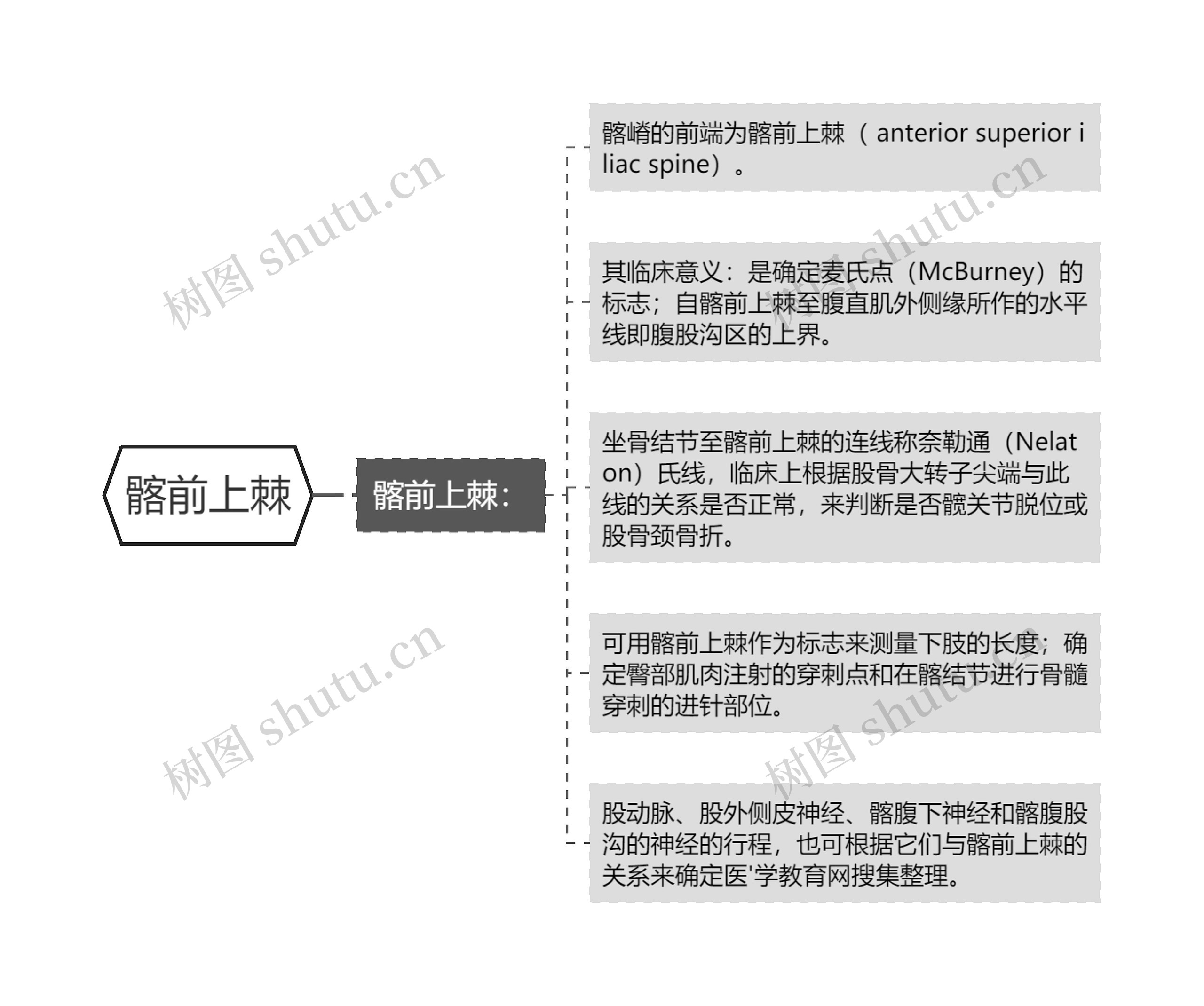 髂前上棘思维导图