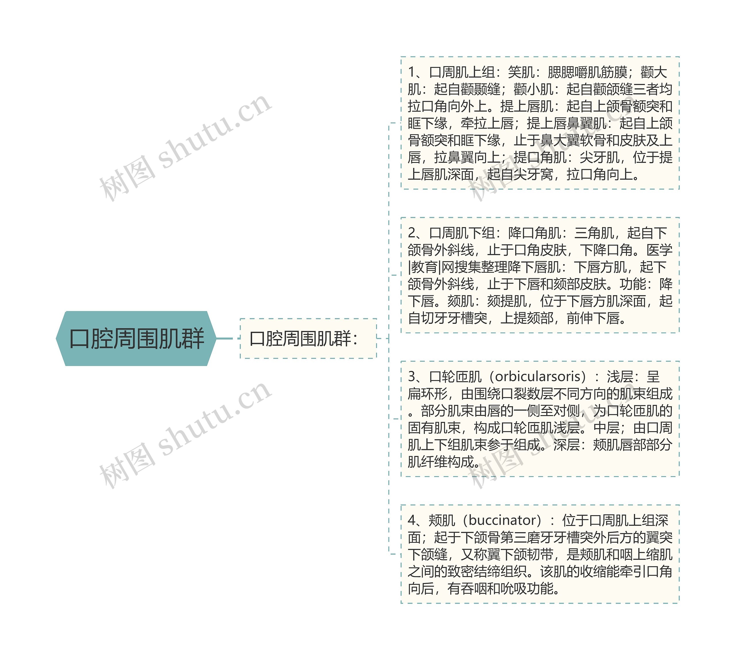 口腔周围肌群 口腔周围肌群
