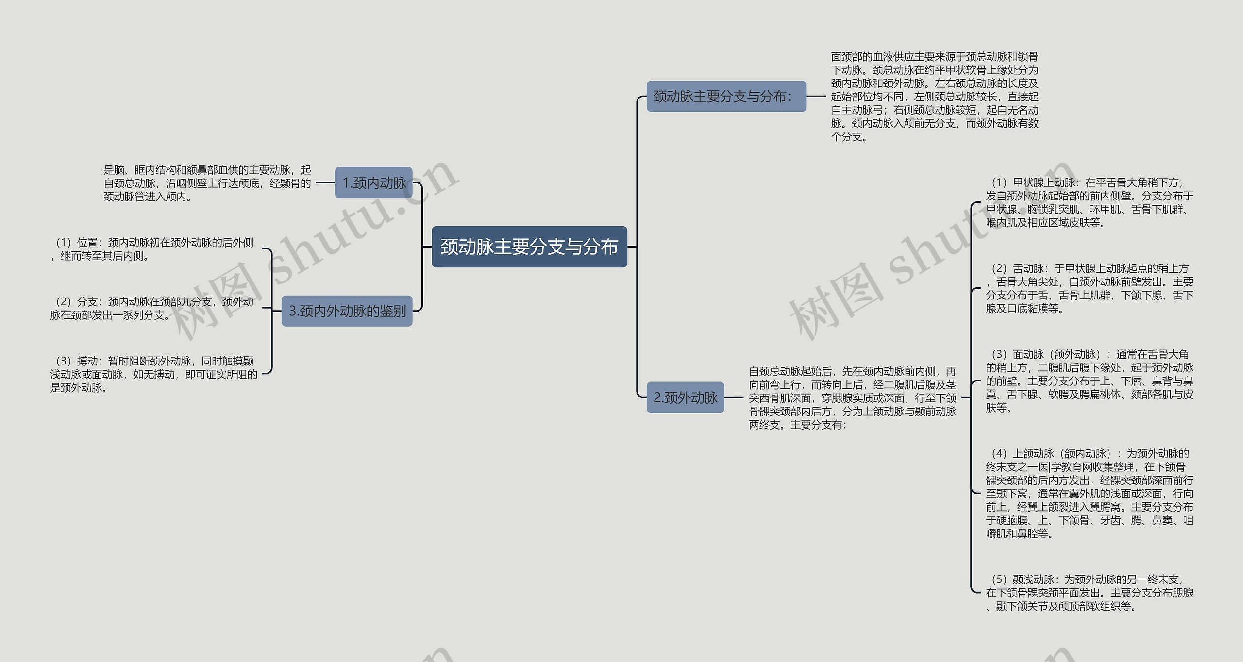 颈动脉主要分支与分布 颈动脉主要分支与分布