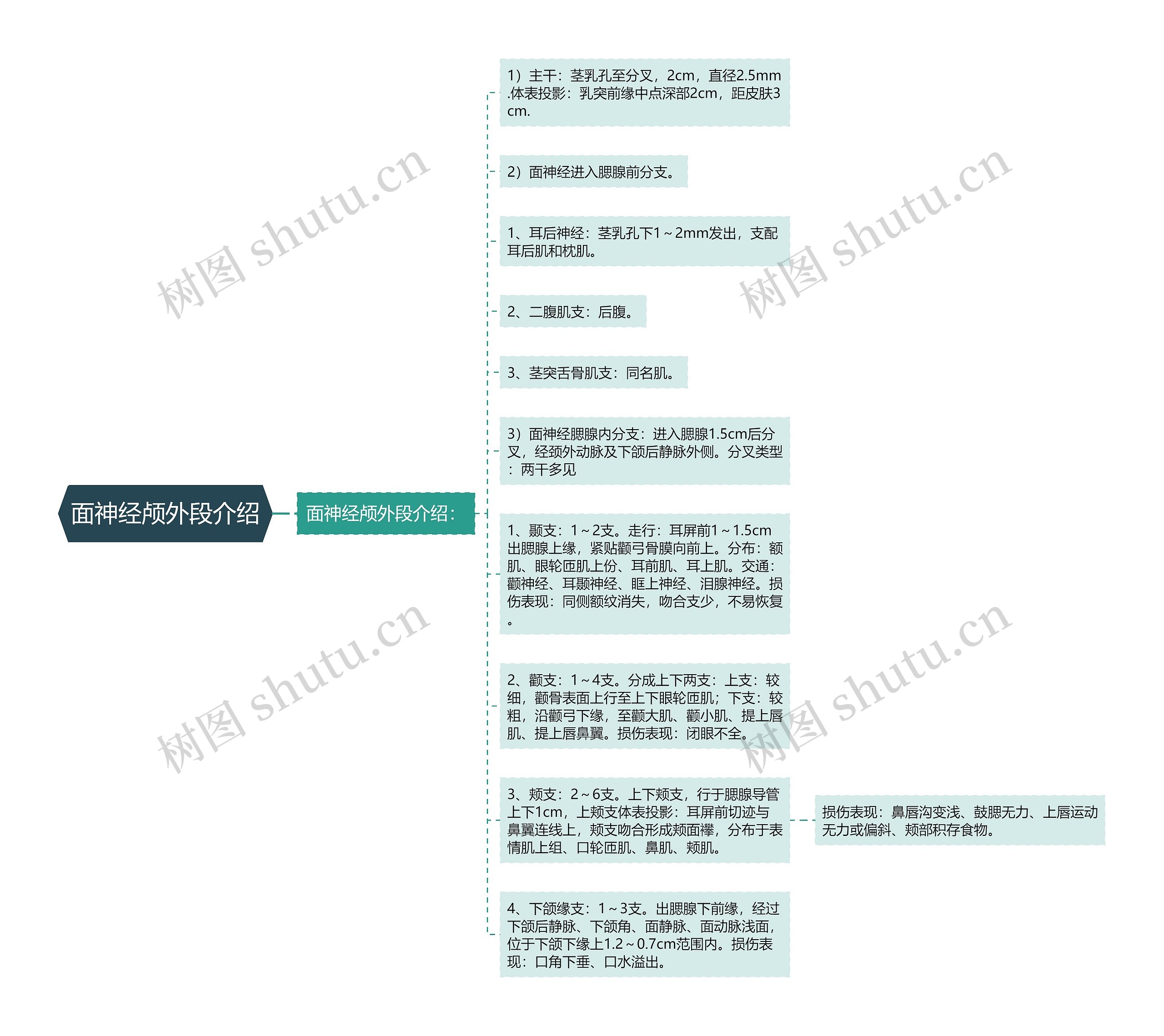面神经颅外段介绍 面神经颅外段介绍