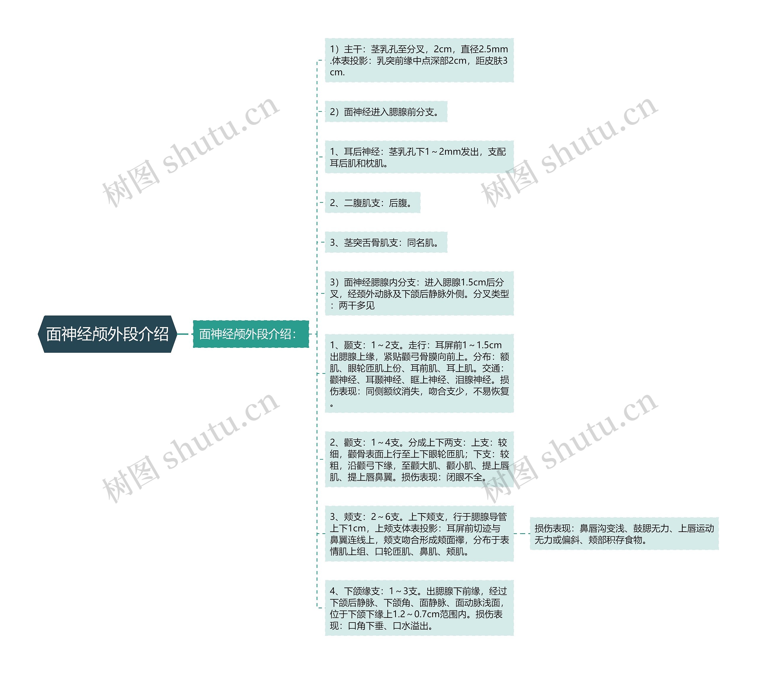 面神经颅外段介绍思维导图