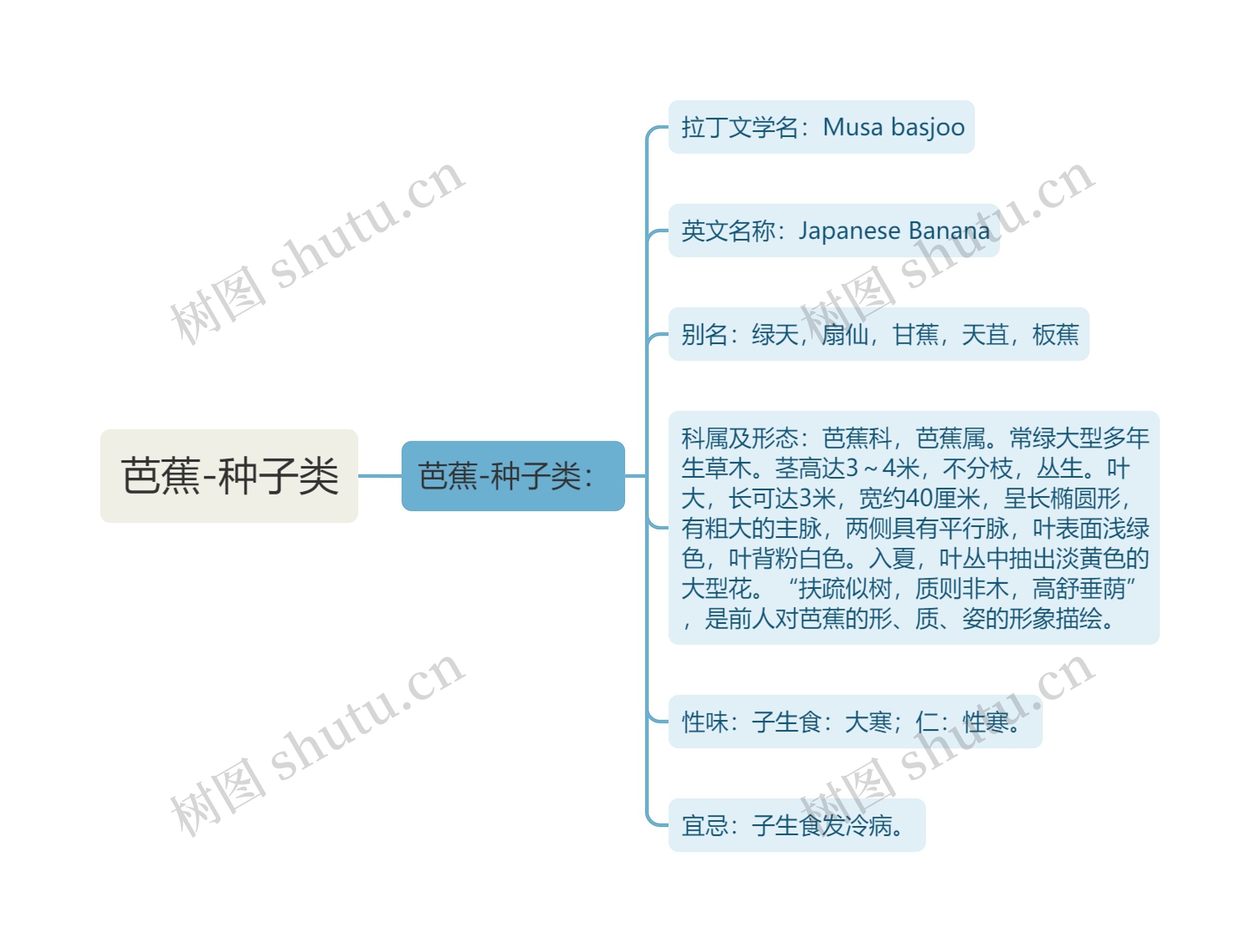 芭蕉-种子类 芭蕉-种子类