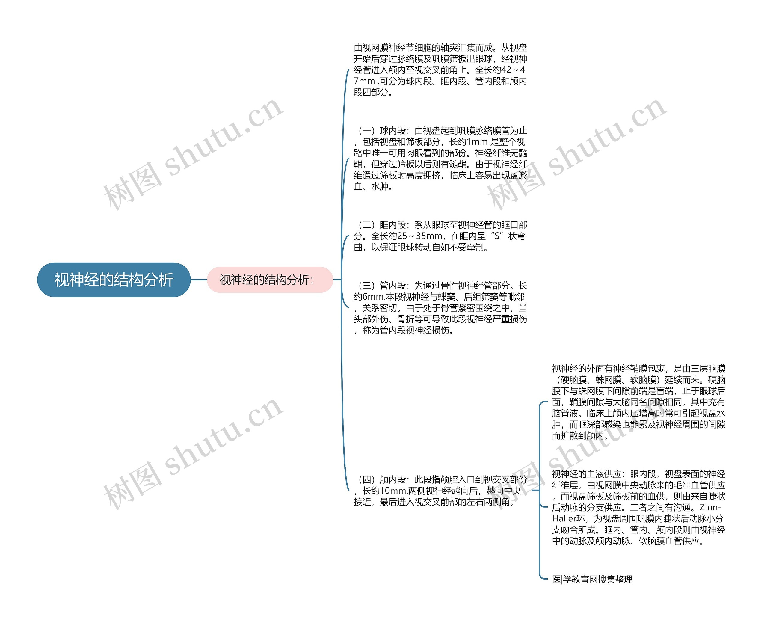 视神经的结构分析思维导图