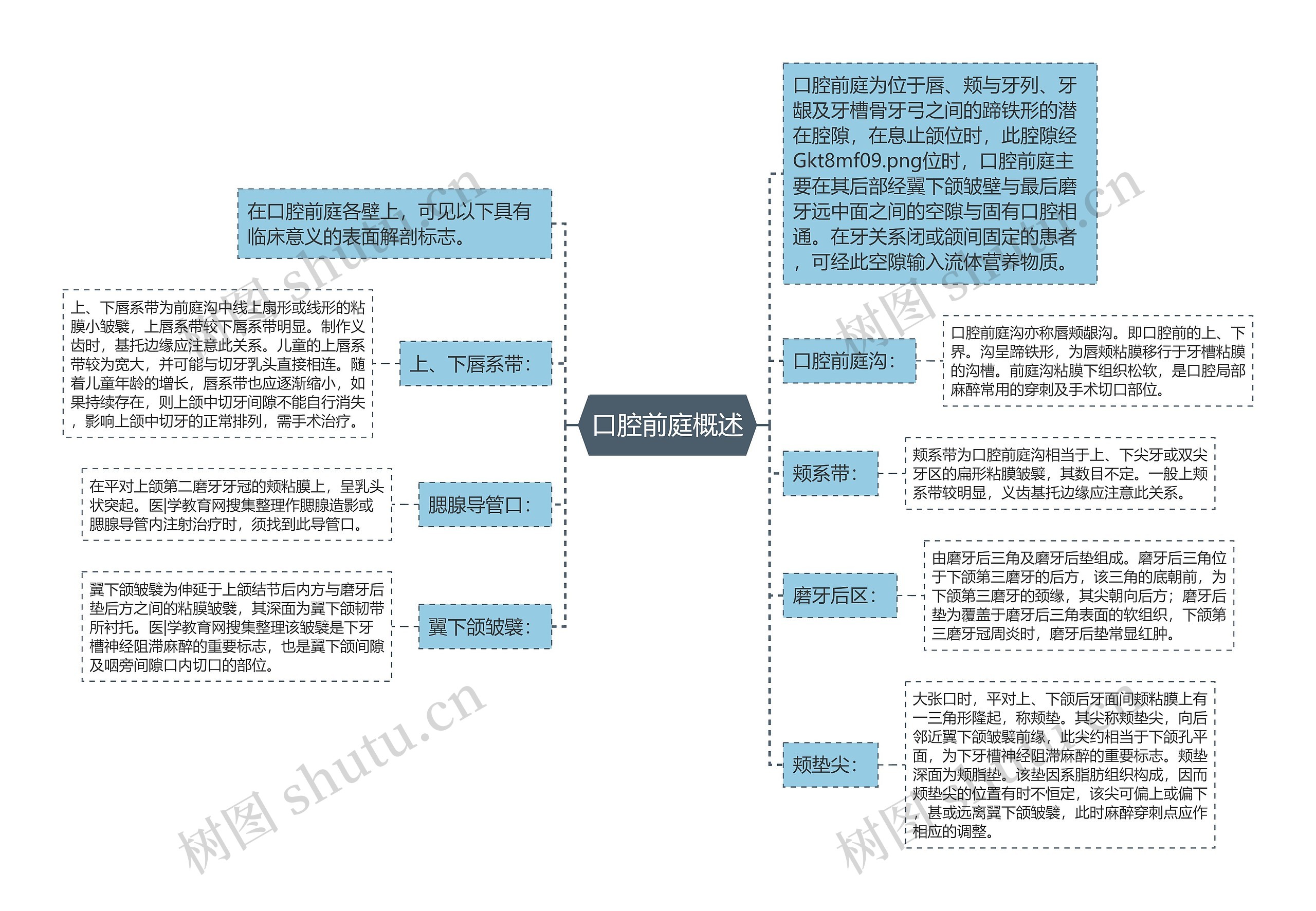 口腔前庭概述思维导图