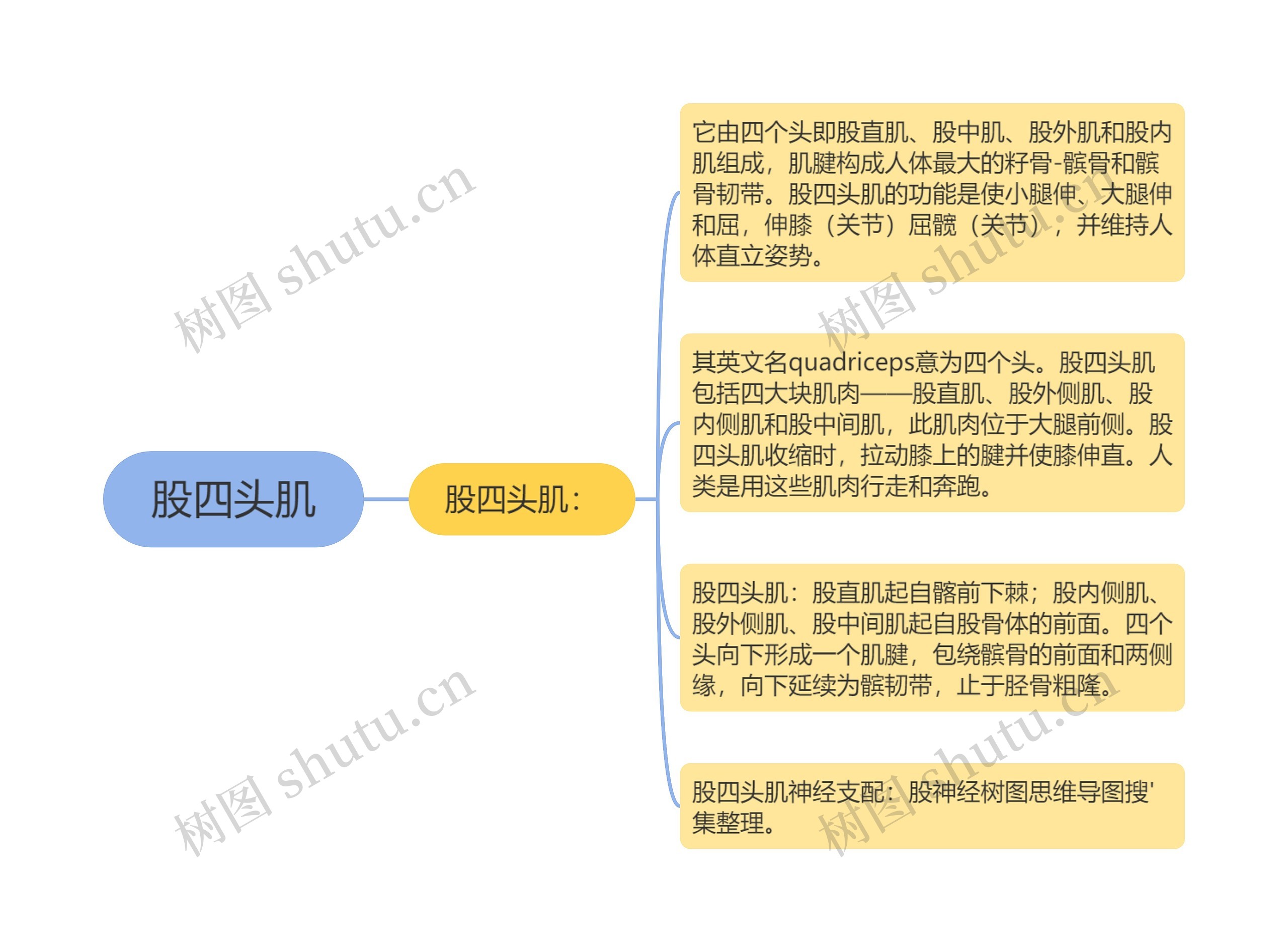 股四头肌思维导图