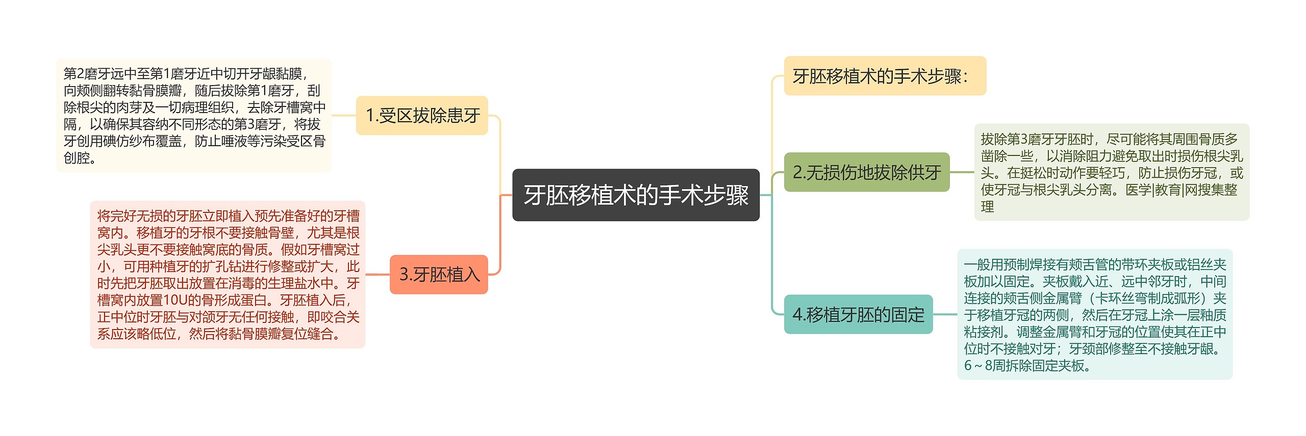 牙胚移植术的手术步骤