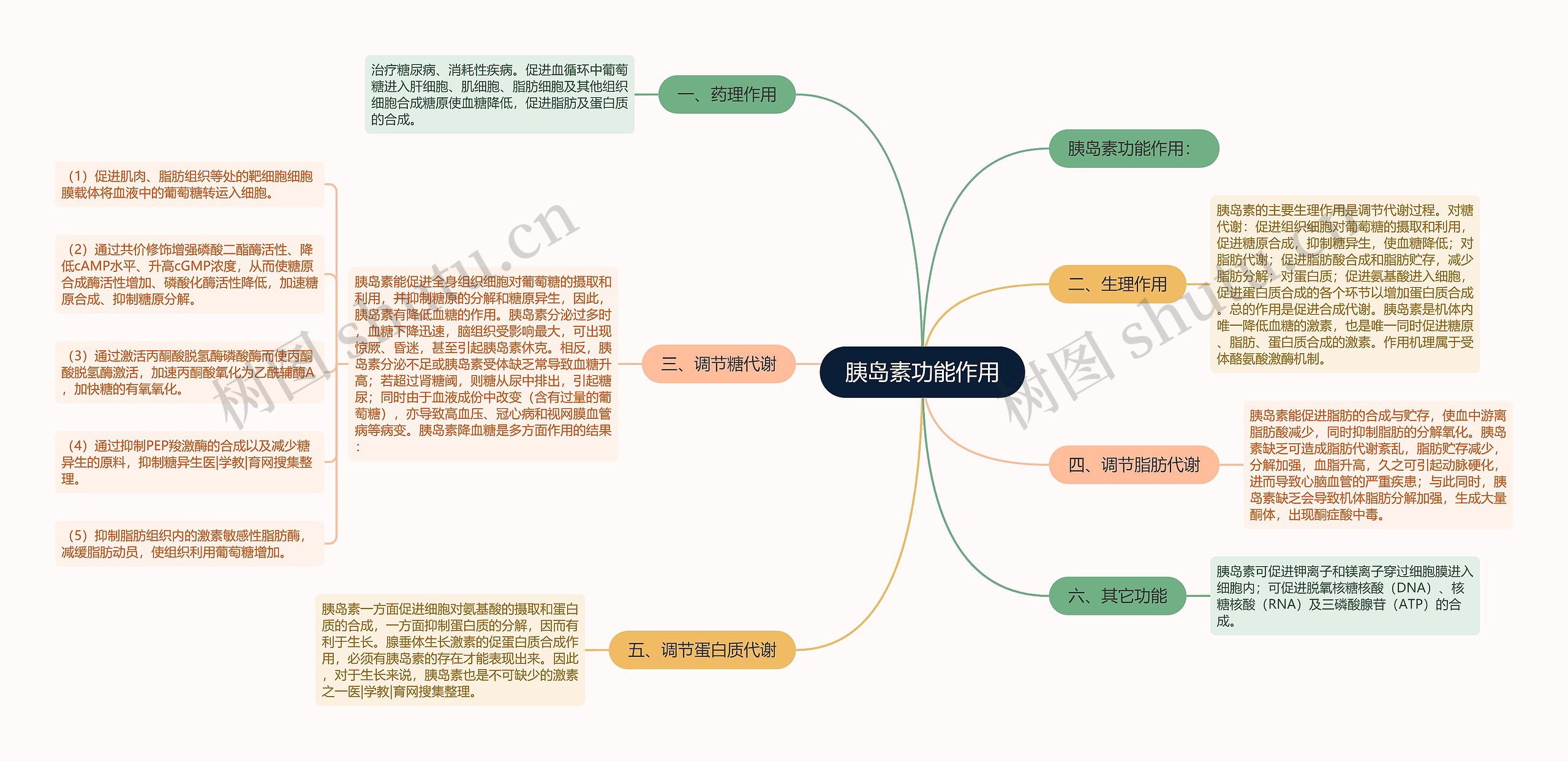 胰岛素功能作用思维导图