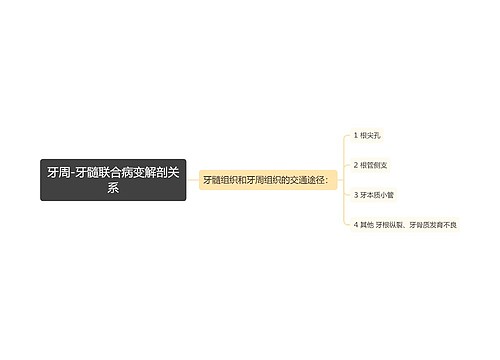 牙周-牙髓联合病变解剖关系