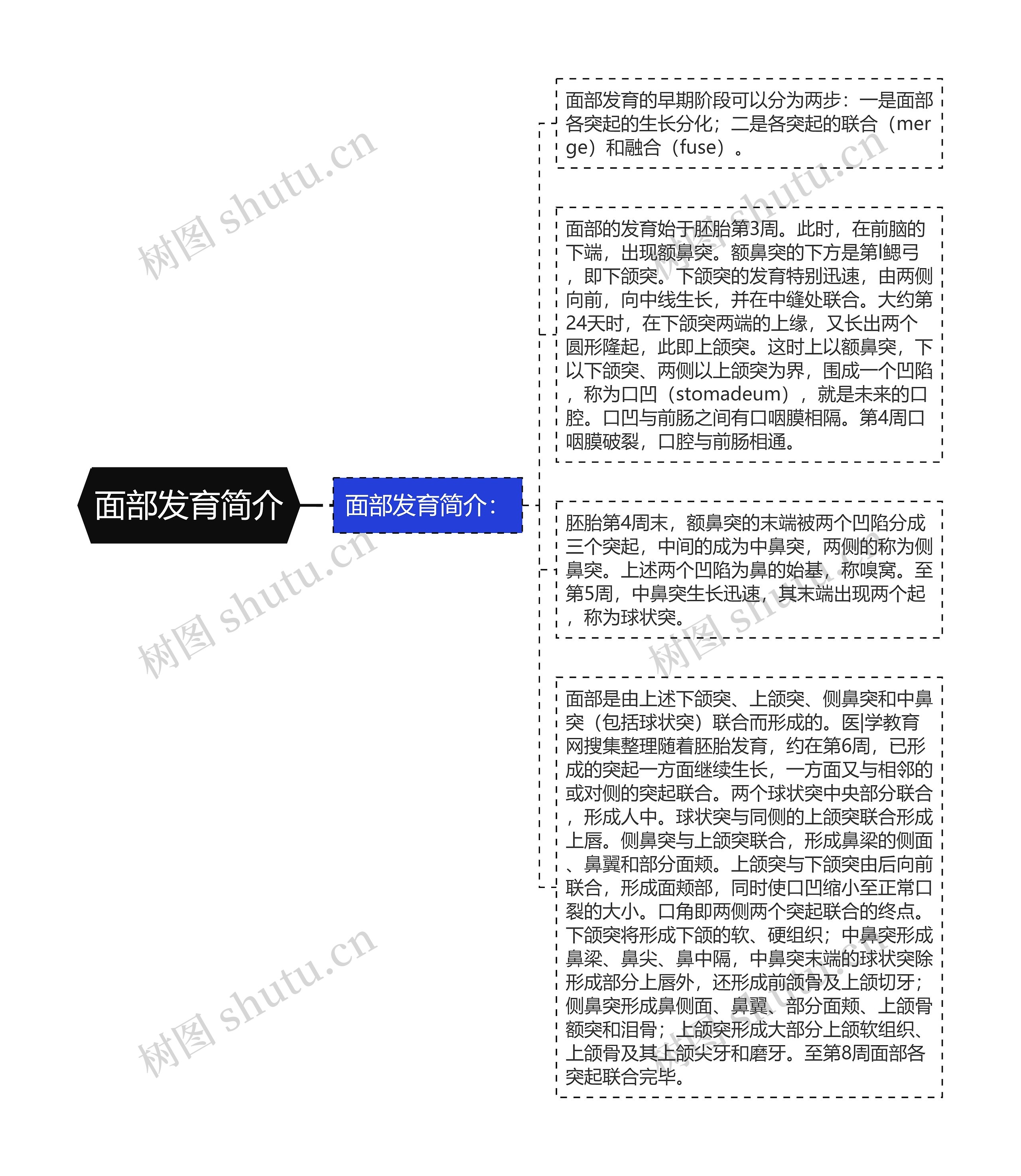 面部发育简介