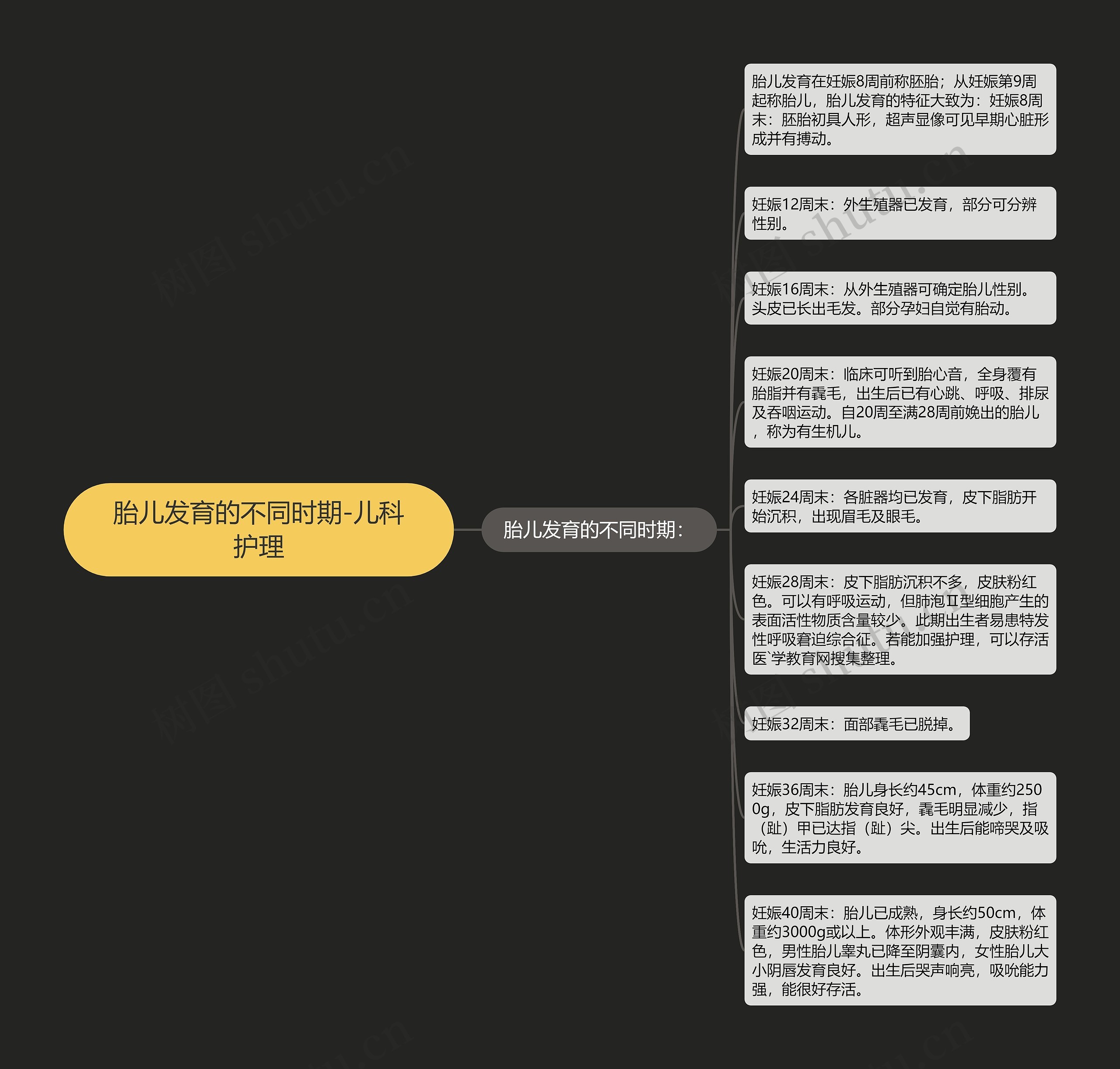 胎儿发育的不同时期-儿科护理 胎儿发育的不同时期-儿科护理