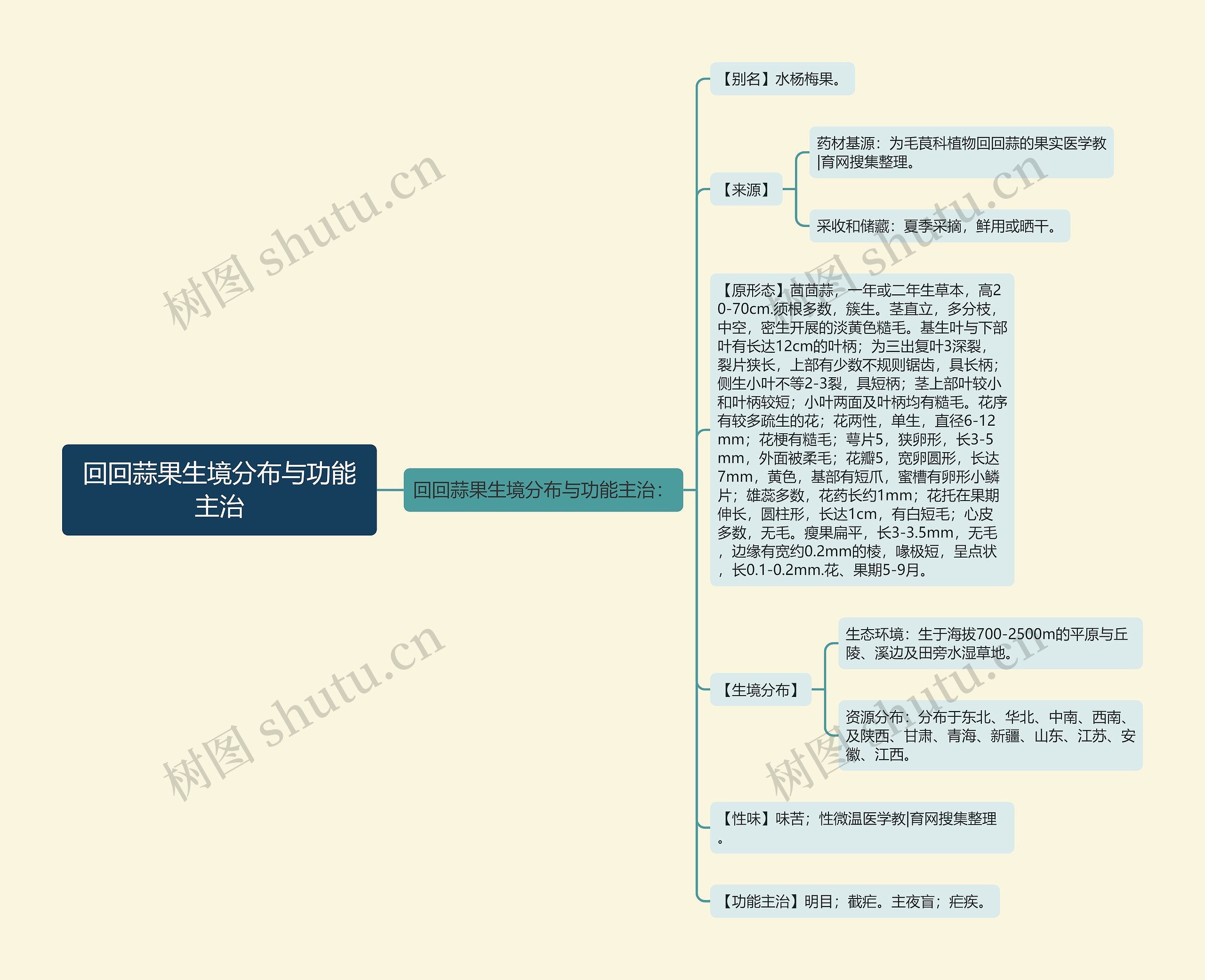 回回蒜果生境分布与功能主治思维导图