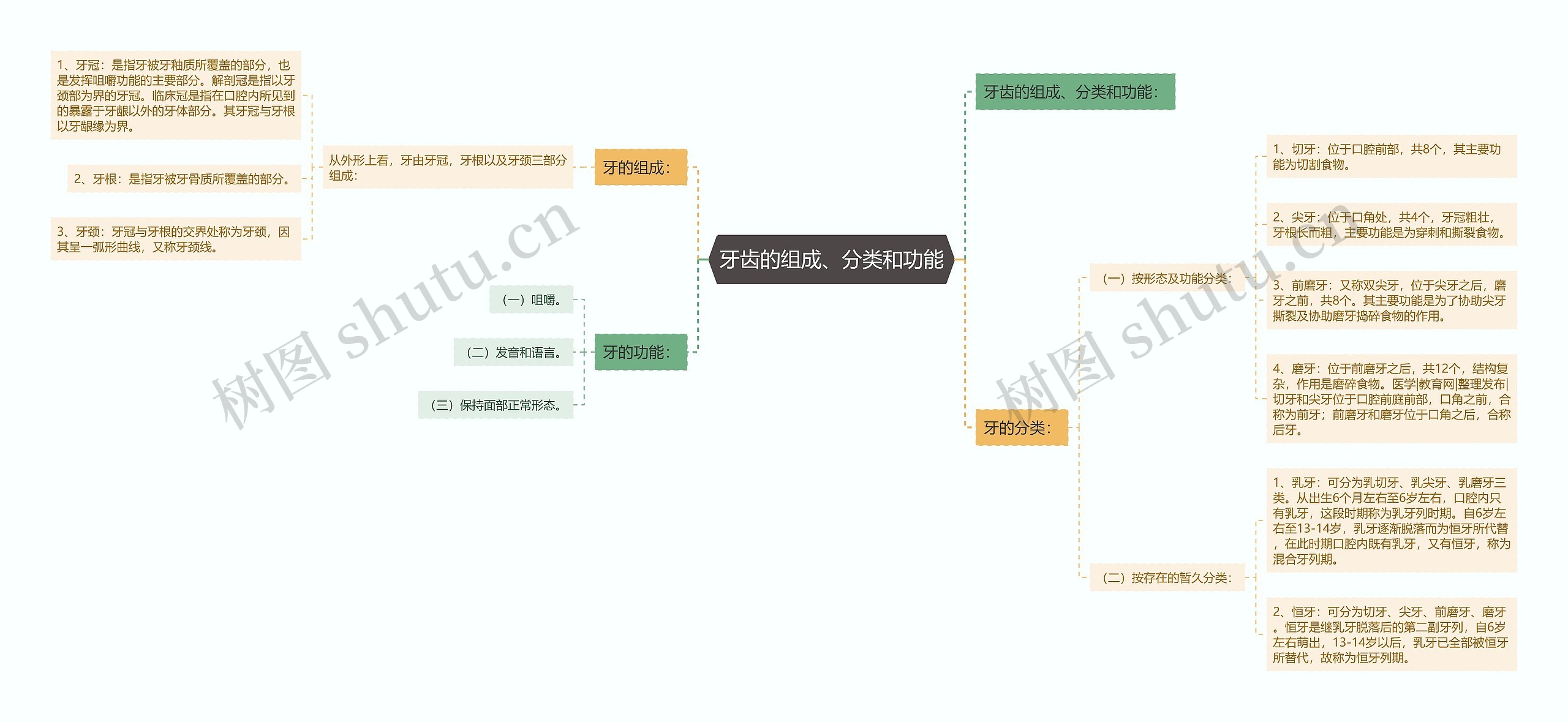 牙齿的组成、分类和功能