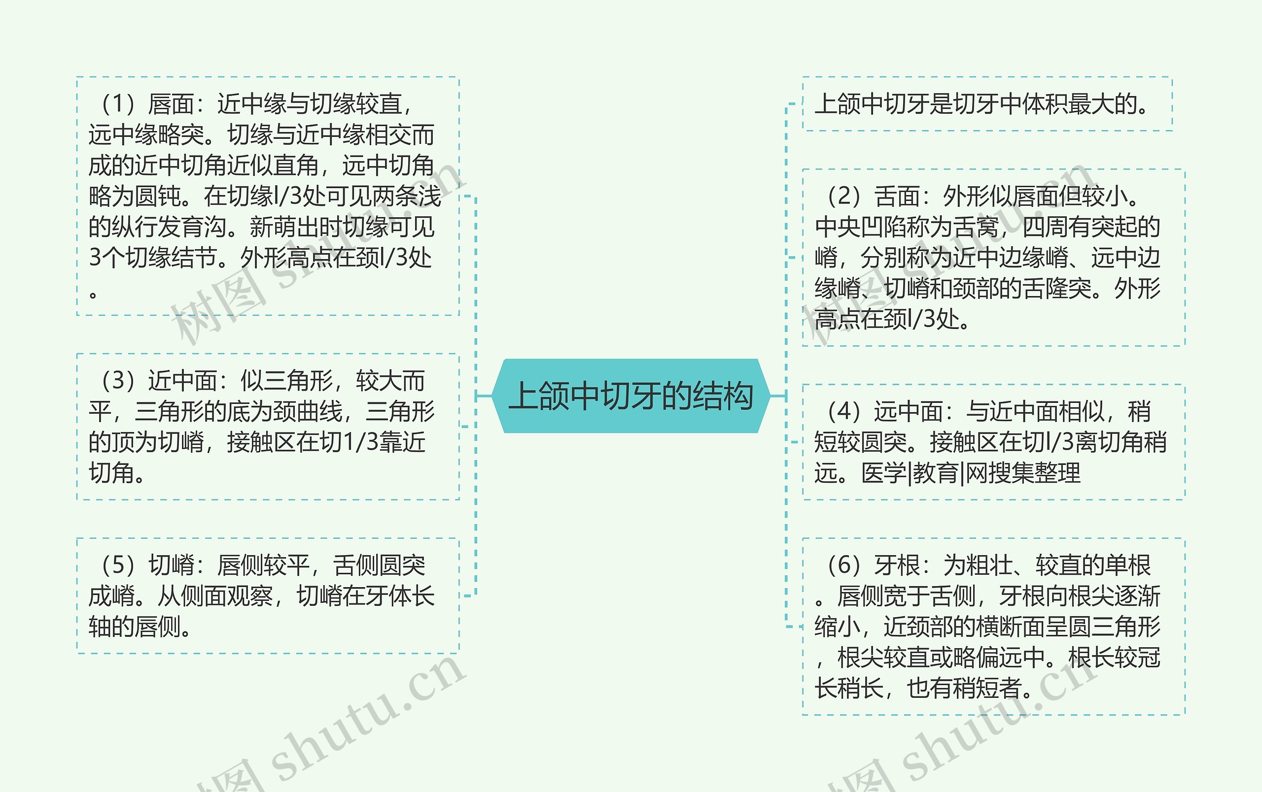 上颌中切牙的结构思维导图