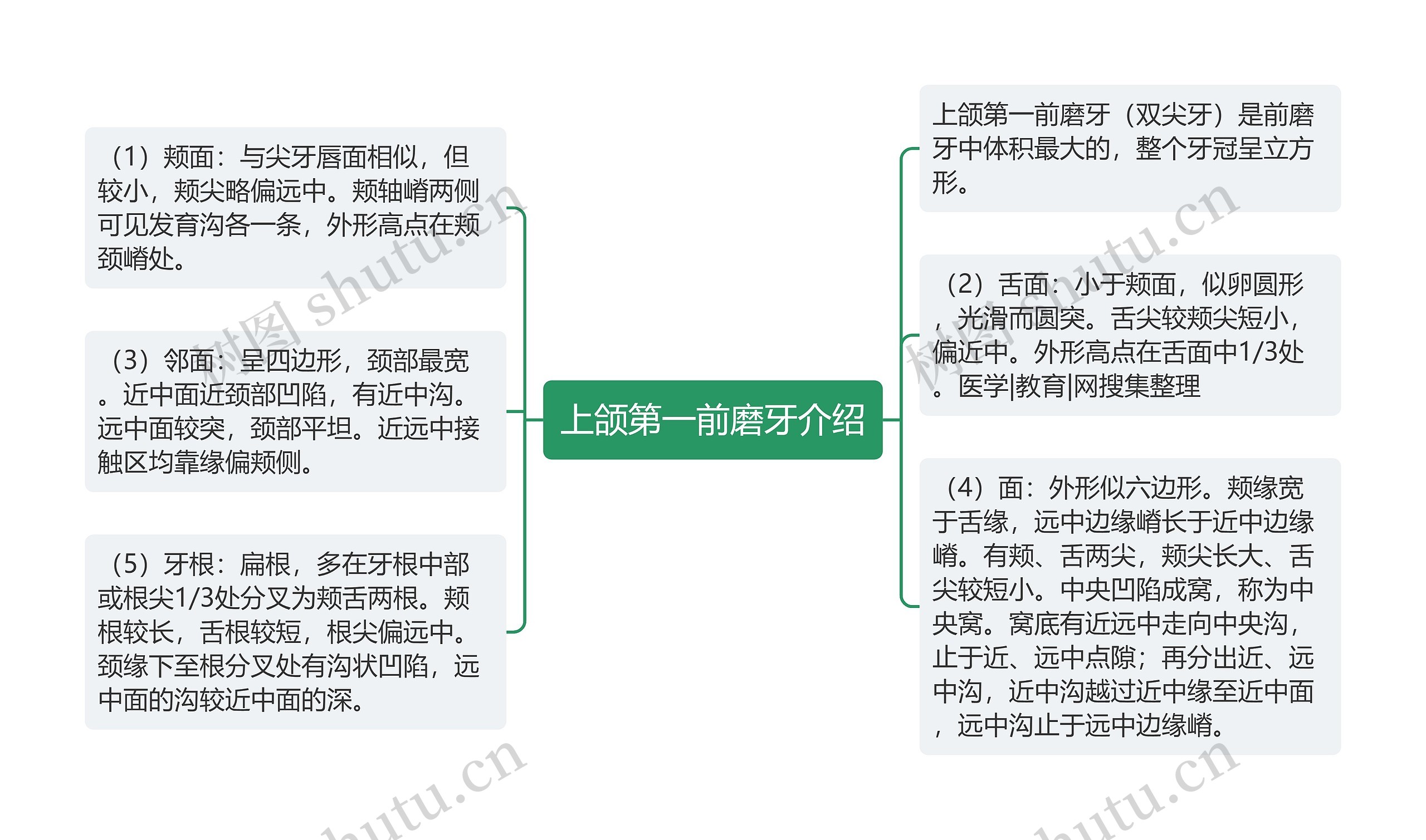 上颌第一前磨牙介绍思维导图