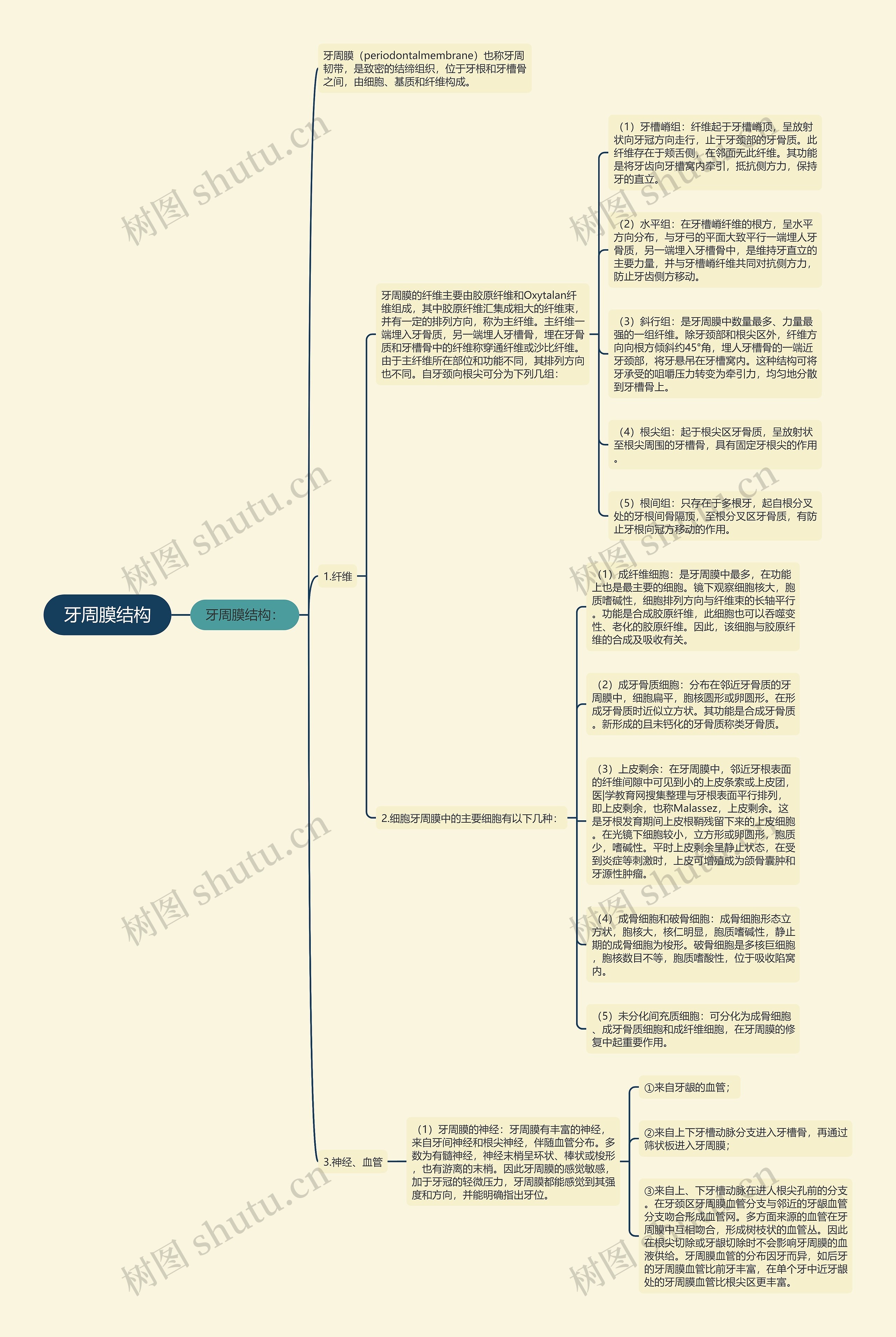 牙周膜结构思维导图