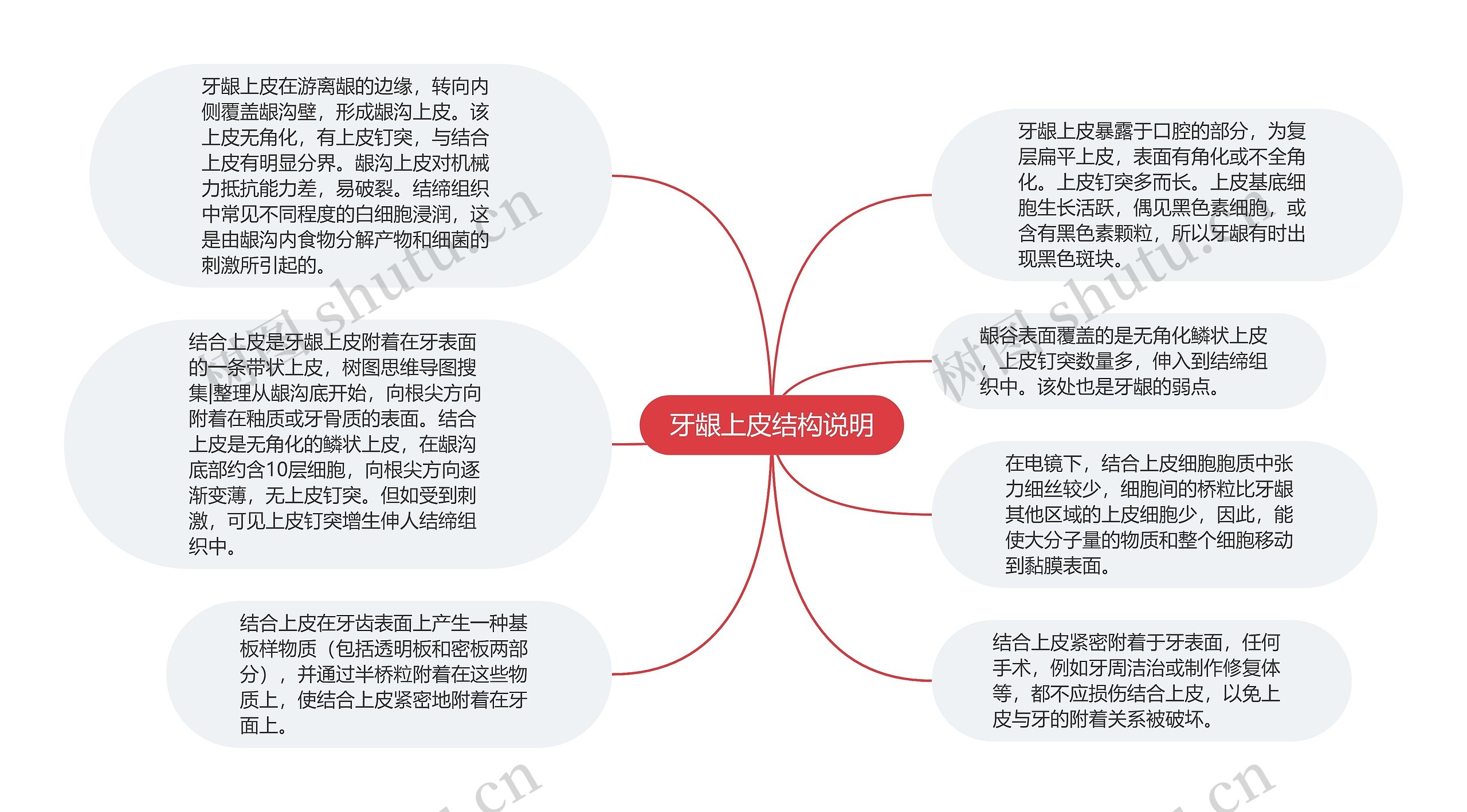 牙龈上皮结构说明思维导图