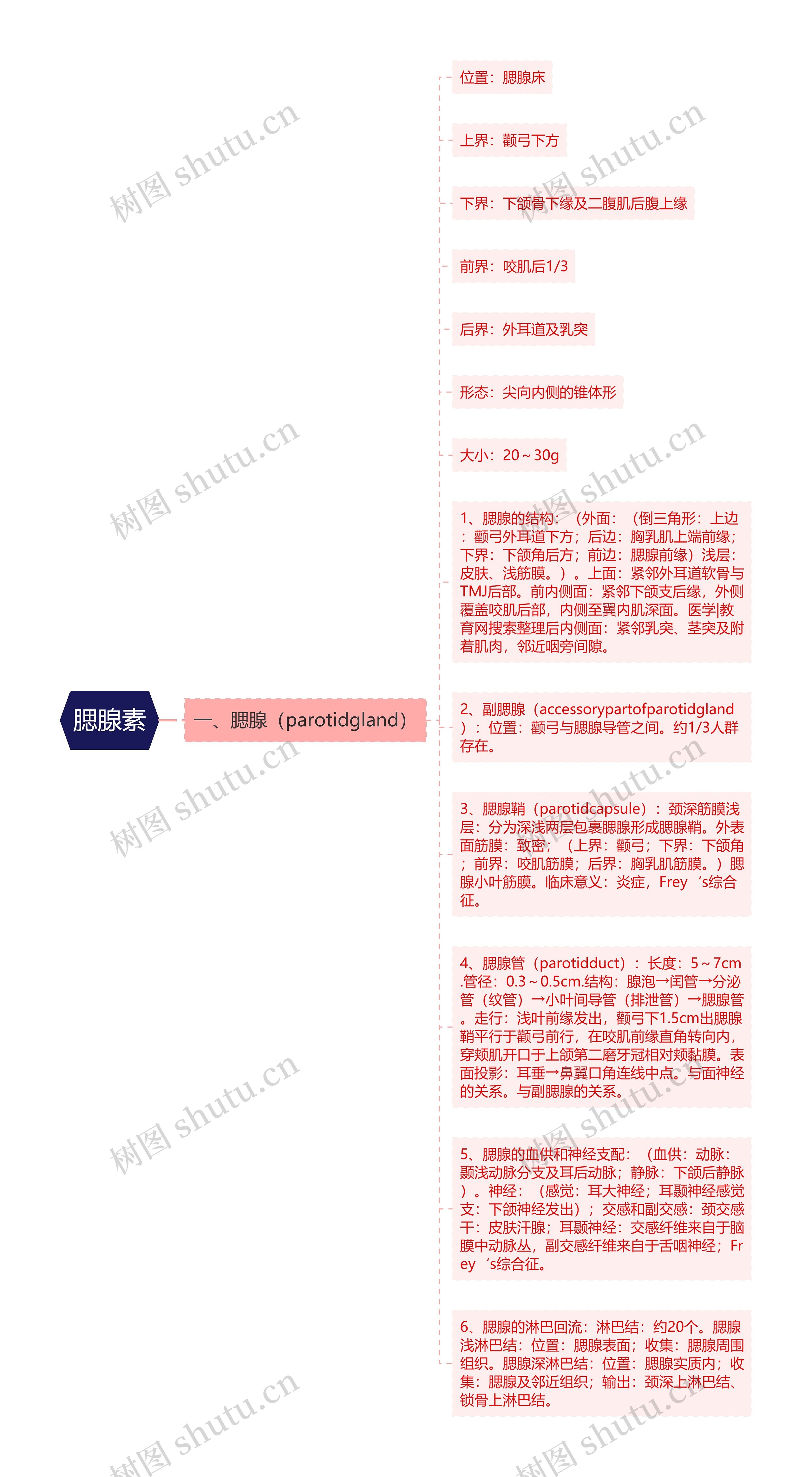 腮腺素思维导图高清图 腮腺素思维导图