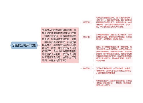 牙齿的分组和功能